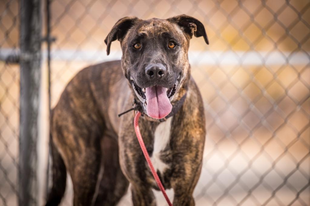 Enlarge Ruby, a Adoptable mixed breed in Twentynine Palms, CA image 1/2