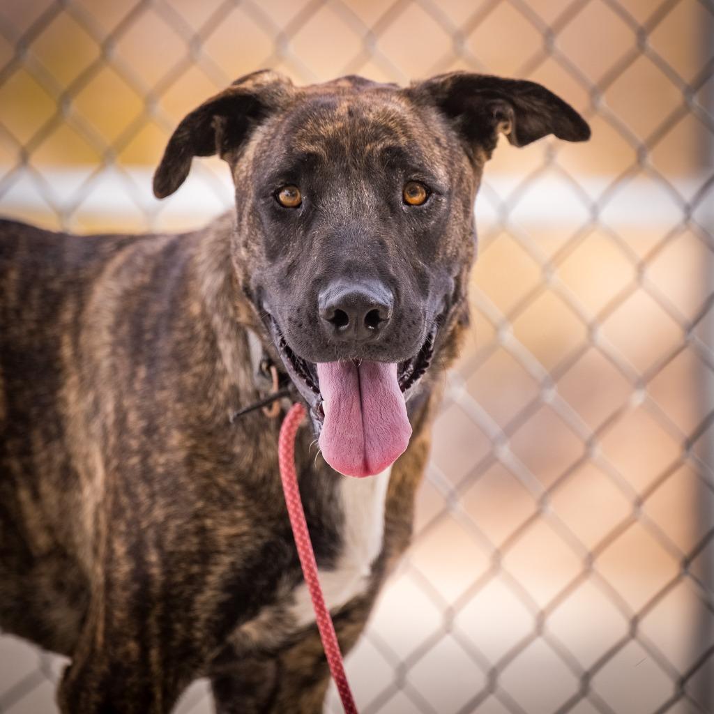 Enlarge Ruby, a Adoptable mixed breed in Twentynine Palms, CA image 2/2