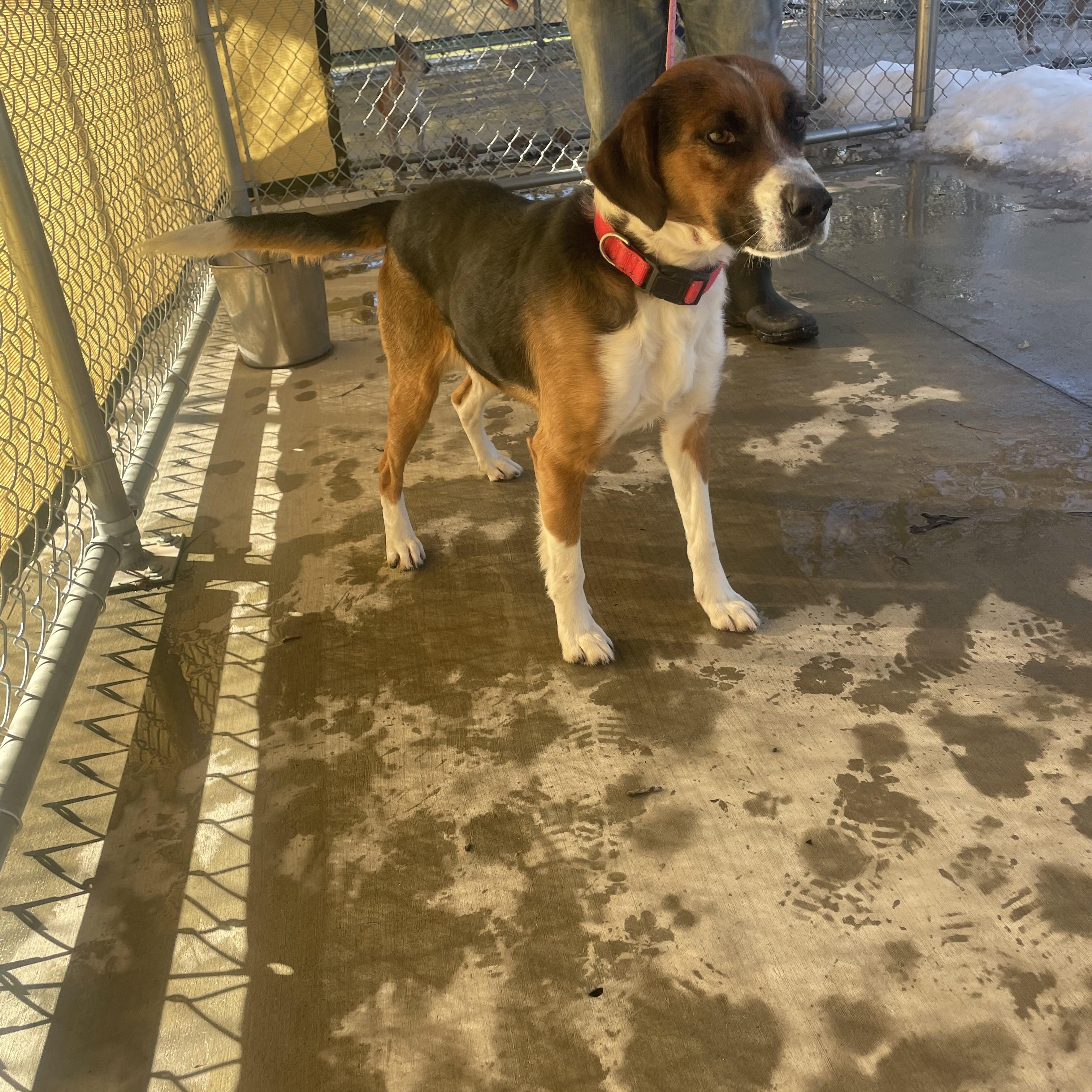 Kenny1, an adopted Beagle Mix in Hot Springs, AR_image-1