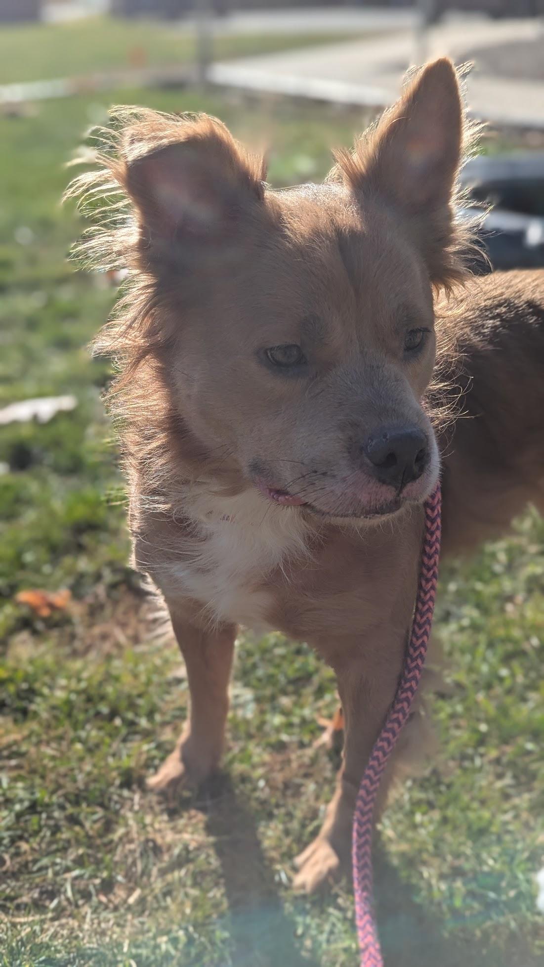Nala, Adoptable, Adult Female Mixed Breed.