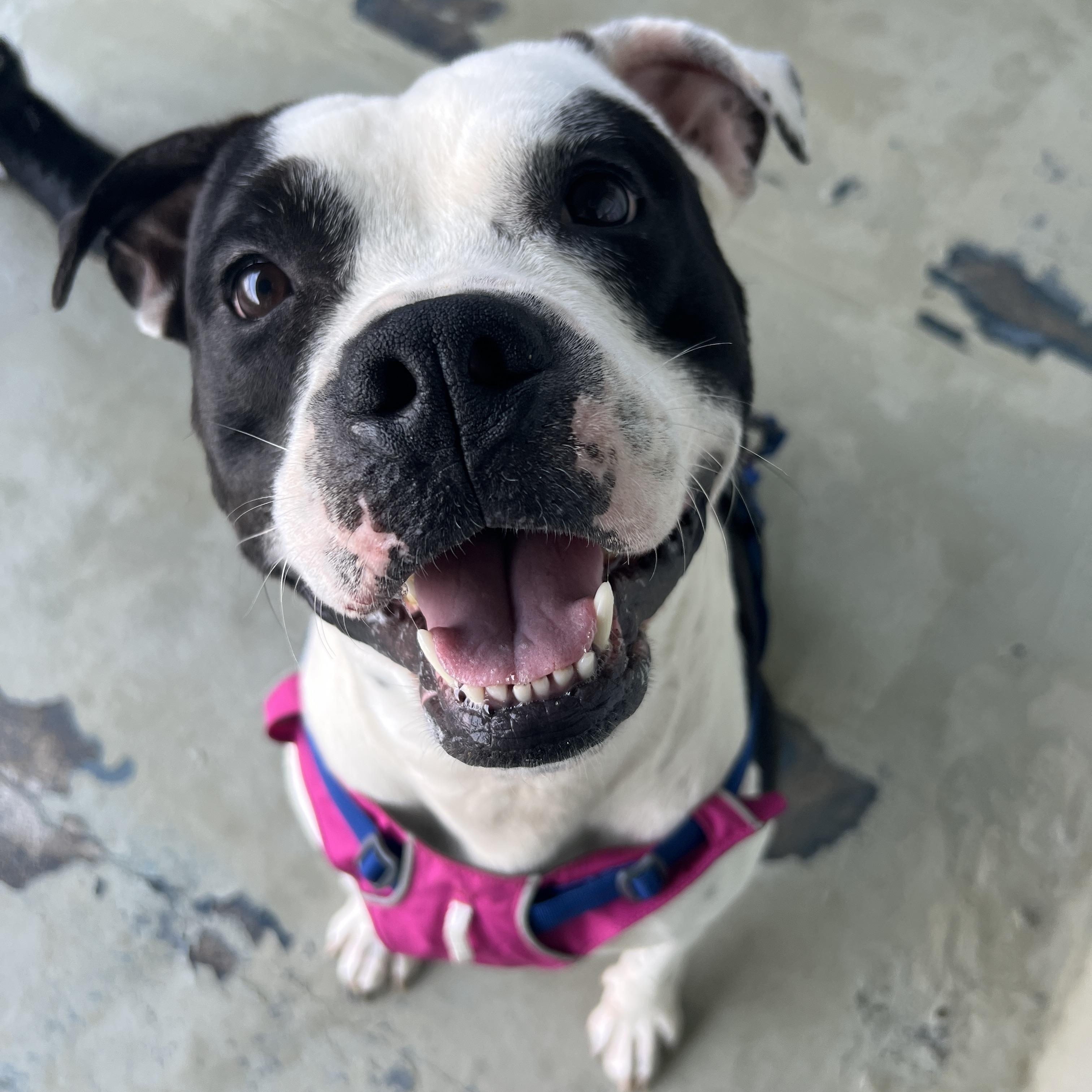 Bugs, a ADOPTABLE mixed breed in kingston, NY image 3/6