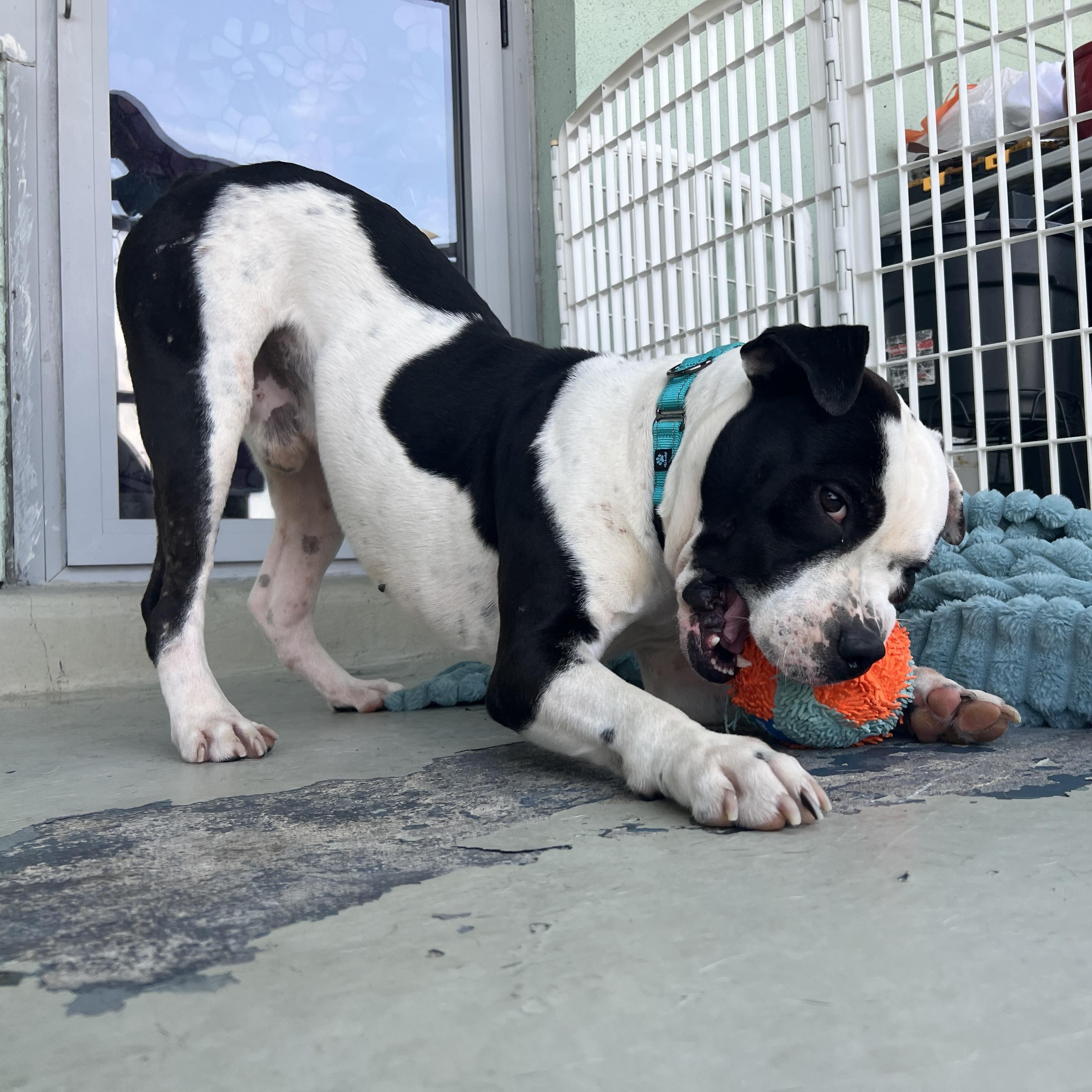 Bugs, a ADOPTABLE mixed breed in kingston, NY image 5/6