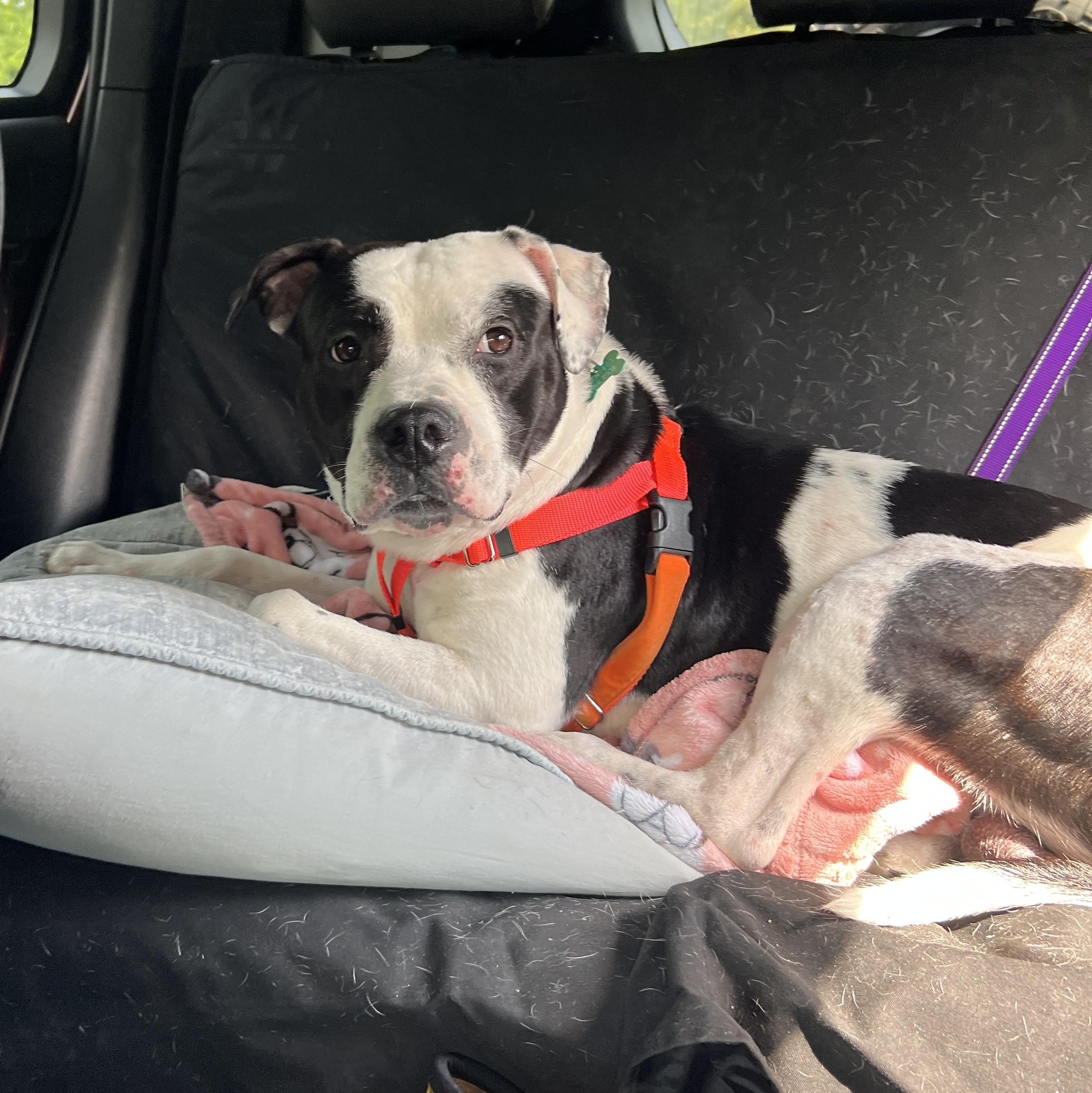 Bugs, a ADOPTABLE mixed breed in kingston, NY image 2/6