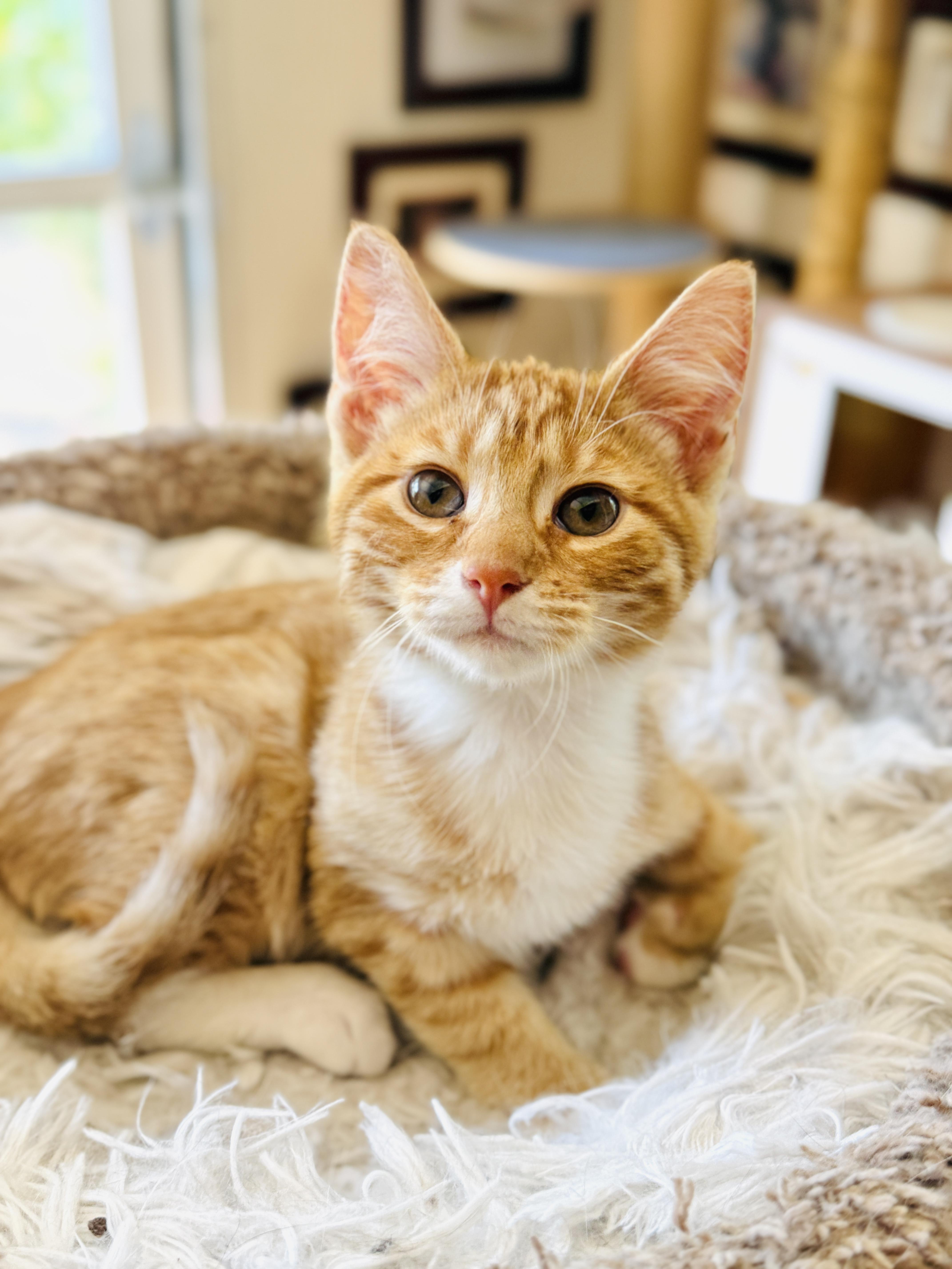 Enlarge Theo, a Adoptable Tabby in Keller, TX image 4/6