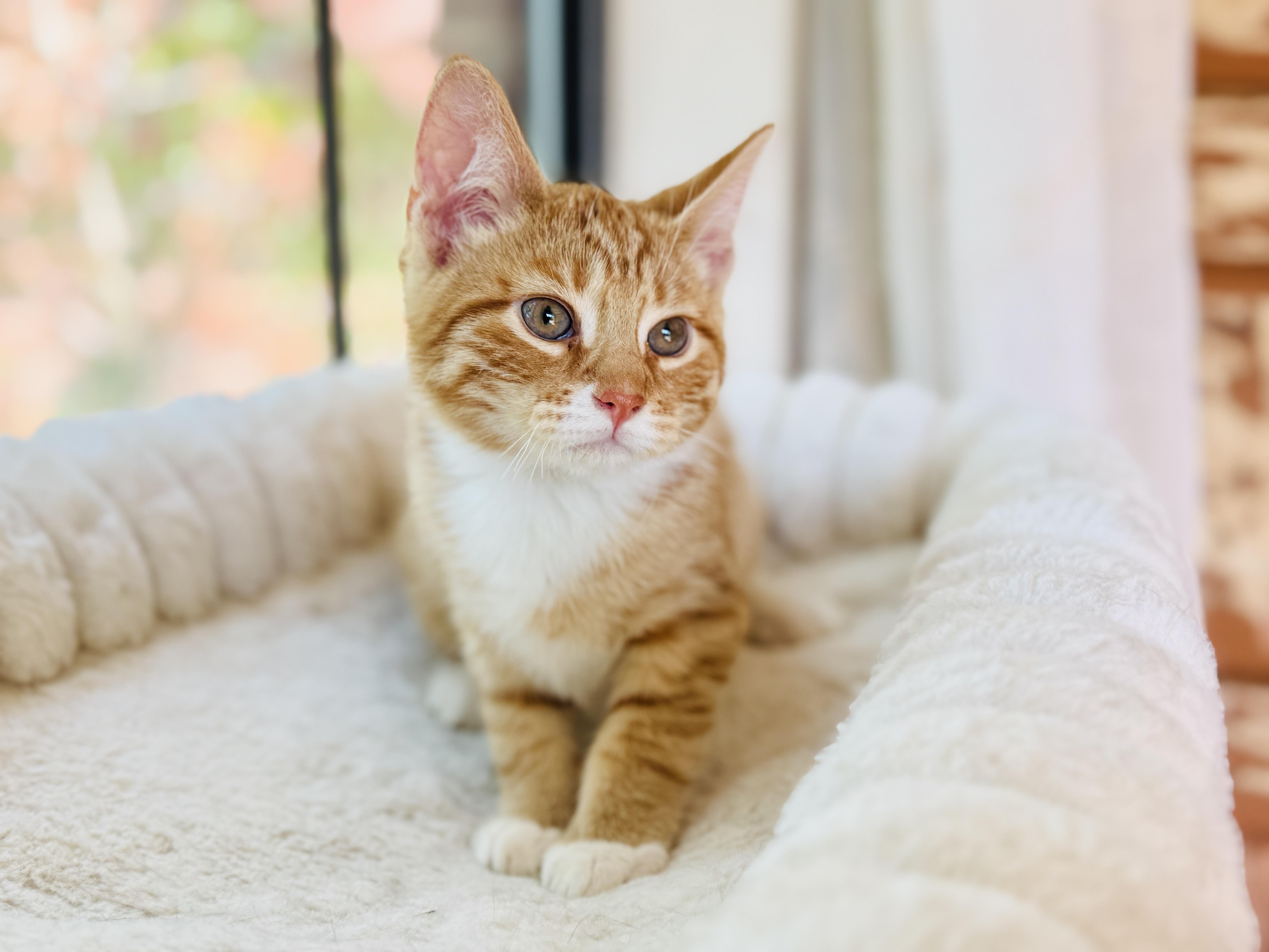 Enlarge Theo, a Adoptable Tabby in Keller, TX image 5/6
