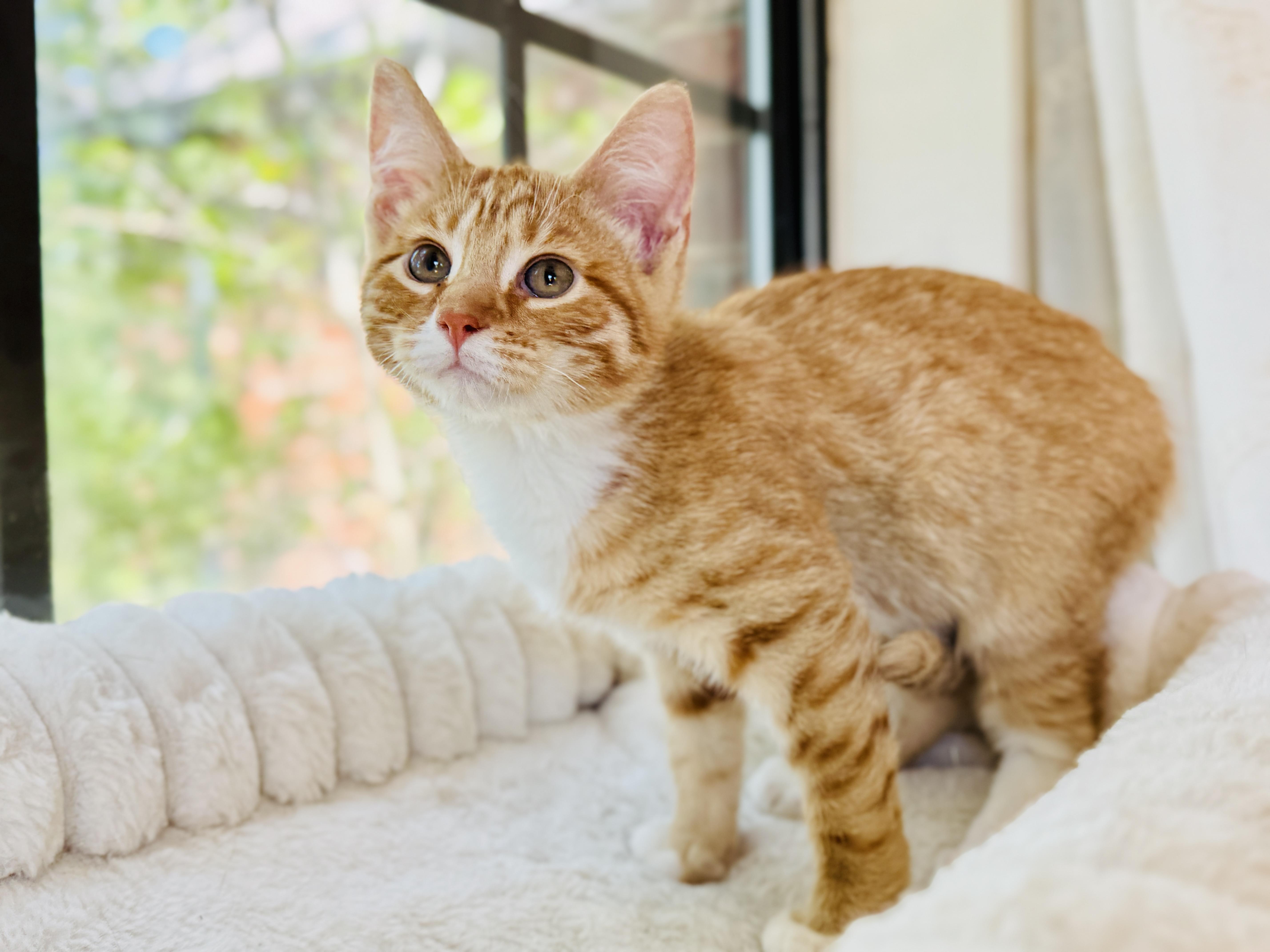 Enlarge Theo, a Adoptable Tabby in Keller, TX image 2/6