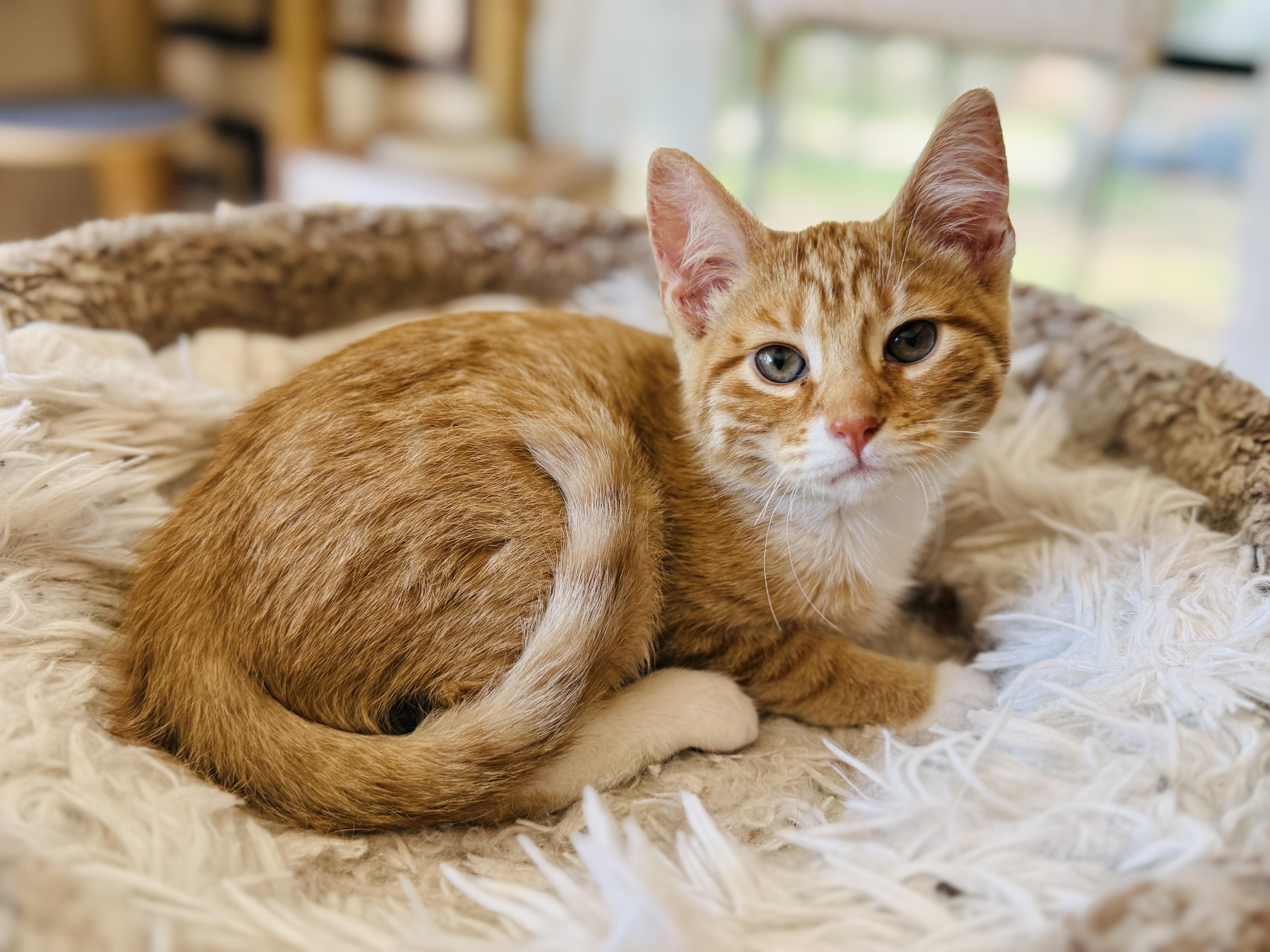 Theo, Adoptable, Kitten Male Tabby.