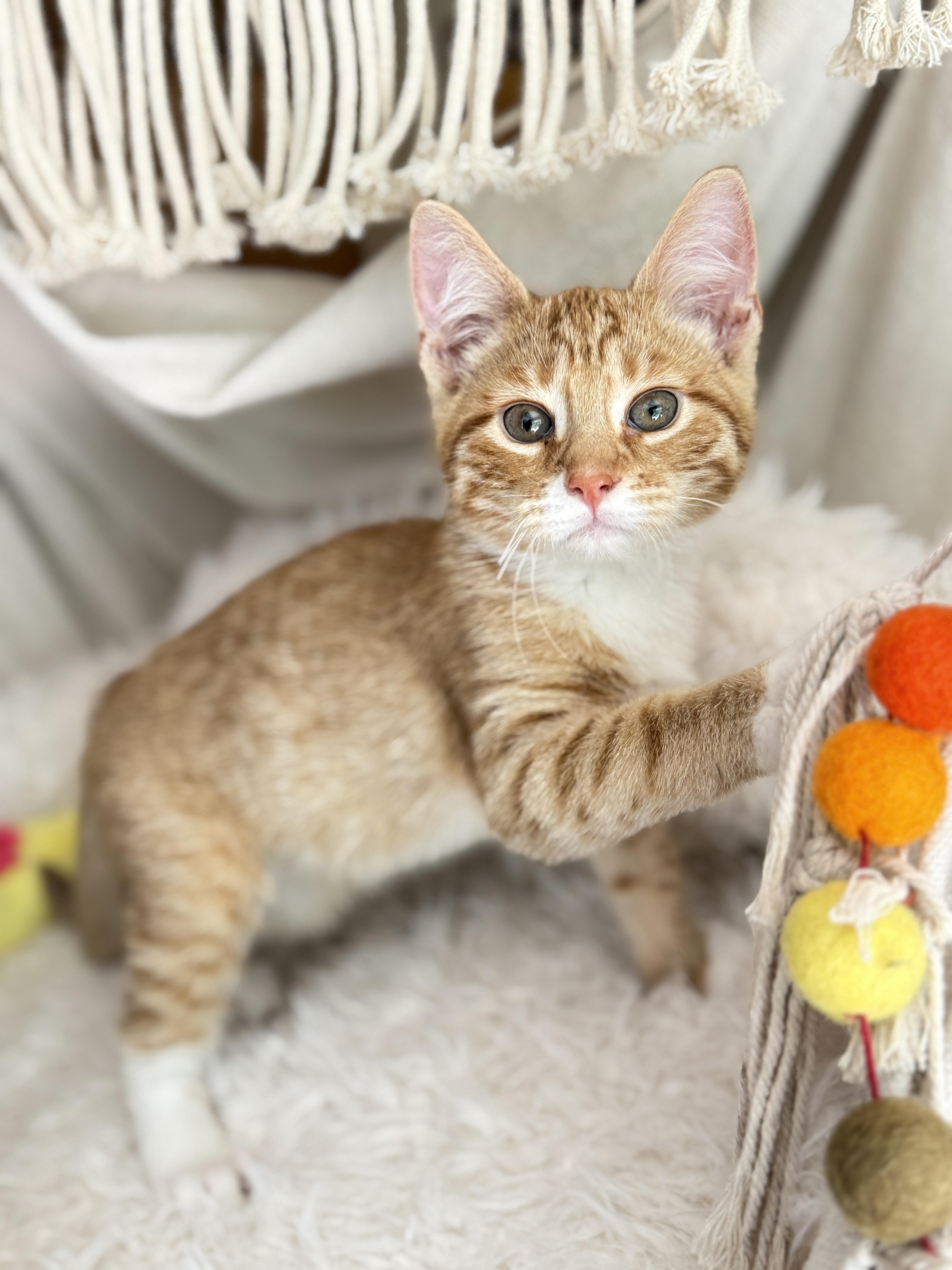 Enlarge Theo, a Adoptable Tabby in Keller, TX image 3/6