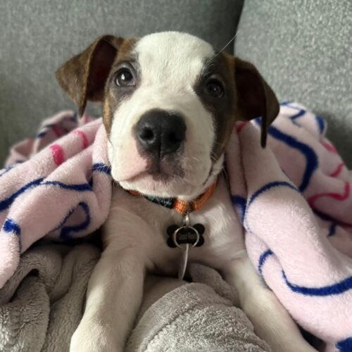 Omelet, Adoptable, Puppy Male Pit Bull Terrier.