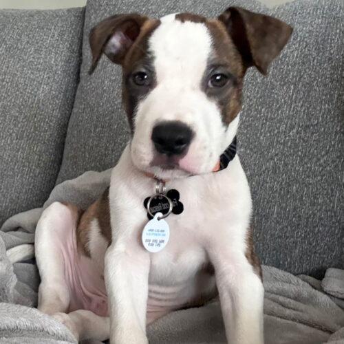 Enlarge Omelet, a Adoptable Pit Bull Terrier in Lincolnshire, IL image 2/3
