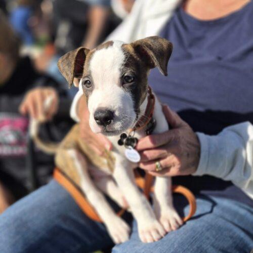 Enlarge Omelet, a Adoptable Pit Bull Terrier in Lincolnshire, IL image 3/3