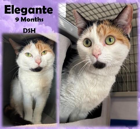 Enlarge Elegante, a ADOPTABLE Domestic Short Hair in Franklin, IN image 1/1