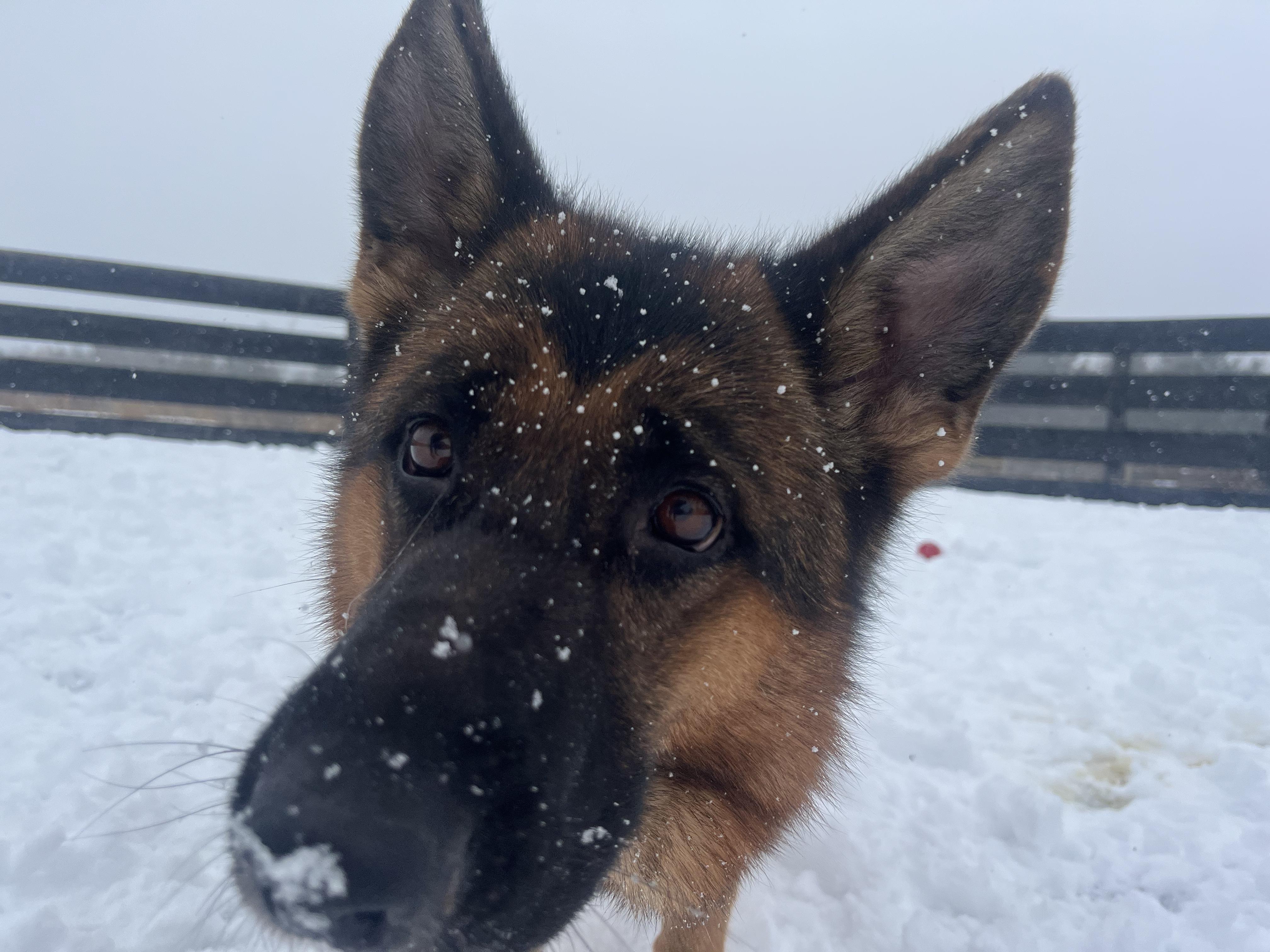 Enlarge Fancy, an adopted German Shepherd Dog in Lisle, ON image 3/6