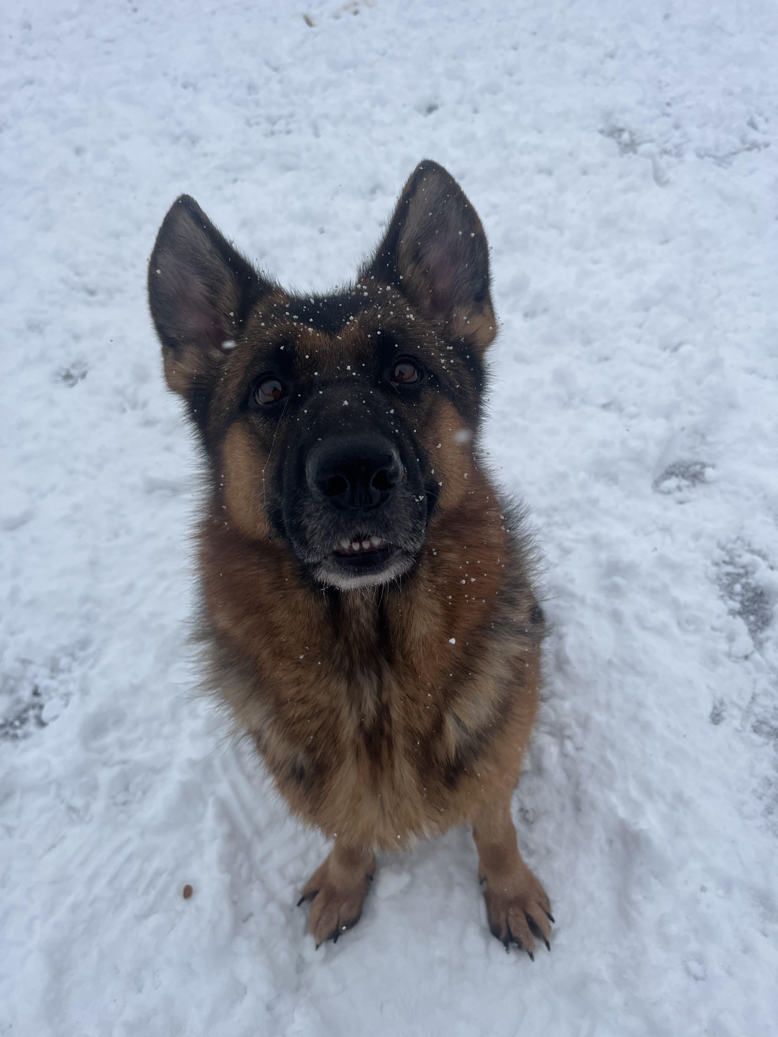 Enlarge Fancy, an adopted German Shepherd Dog in Lisle, ON image 5/6