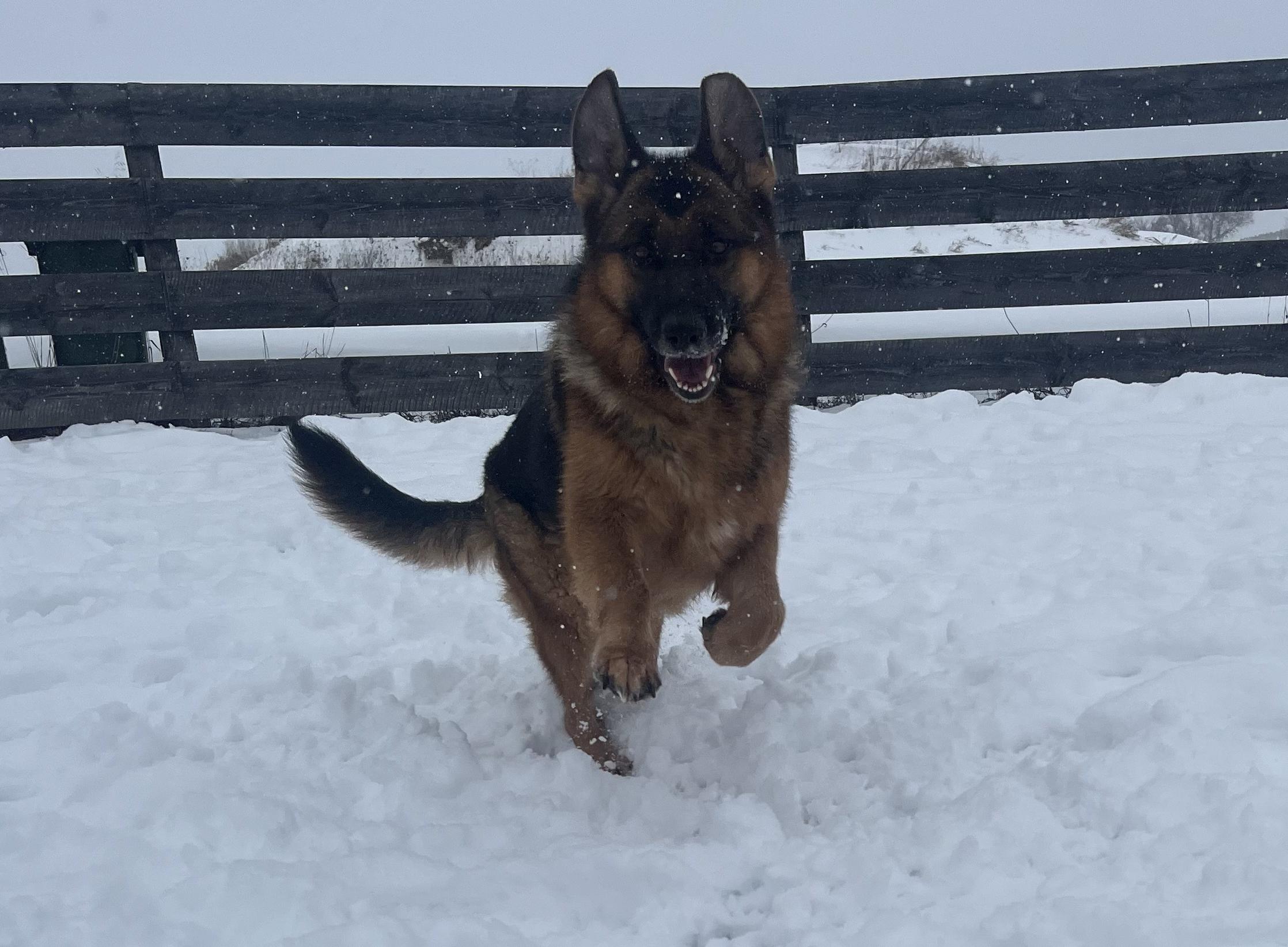 Enlarge Fancy, an adopted German Shepherd Dog in Lisle, ON image 4/6