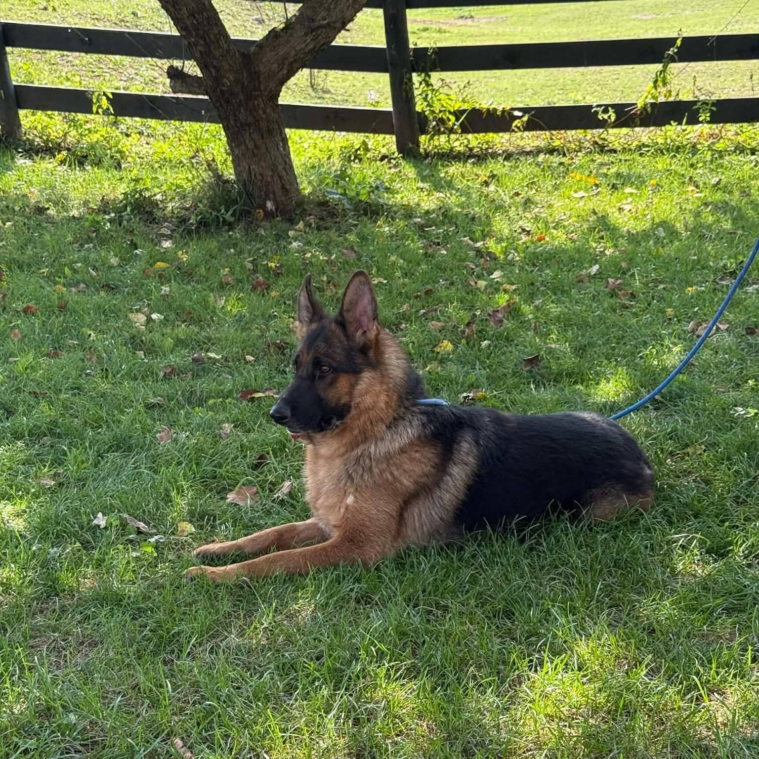 Enlarge Fancy, a Adoptable German Shepherd Dog in Lisle, ON image 1/2