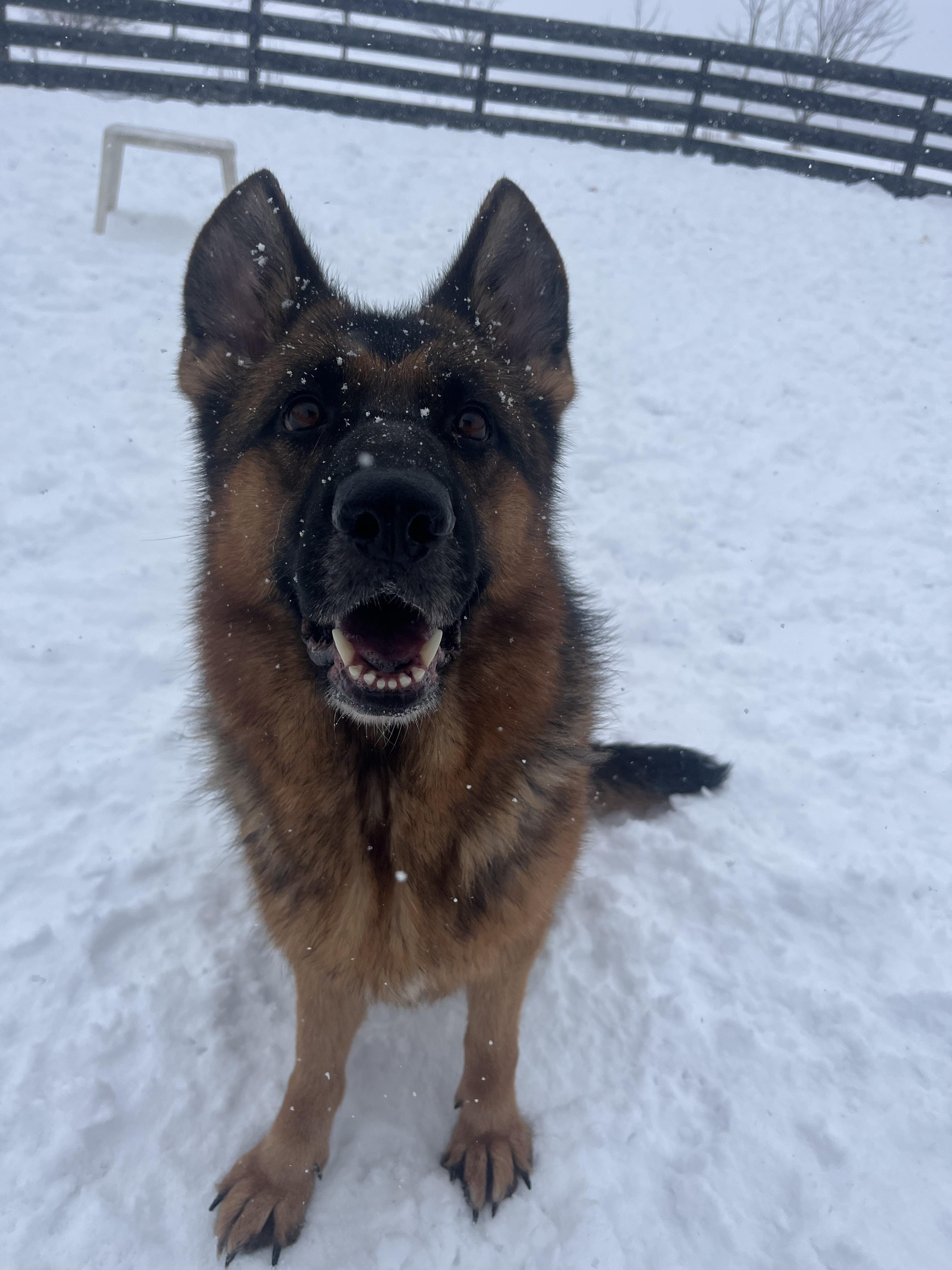 Enlarge Fancy, an adopted German Shepherd Dog in Lisle, ON image 1/6