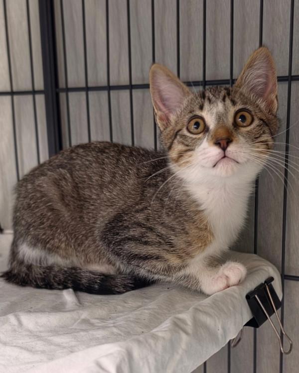 Eddy, Adoptable, Kitten Male Domestic Short Hair.