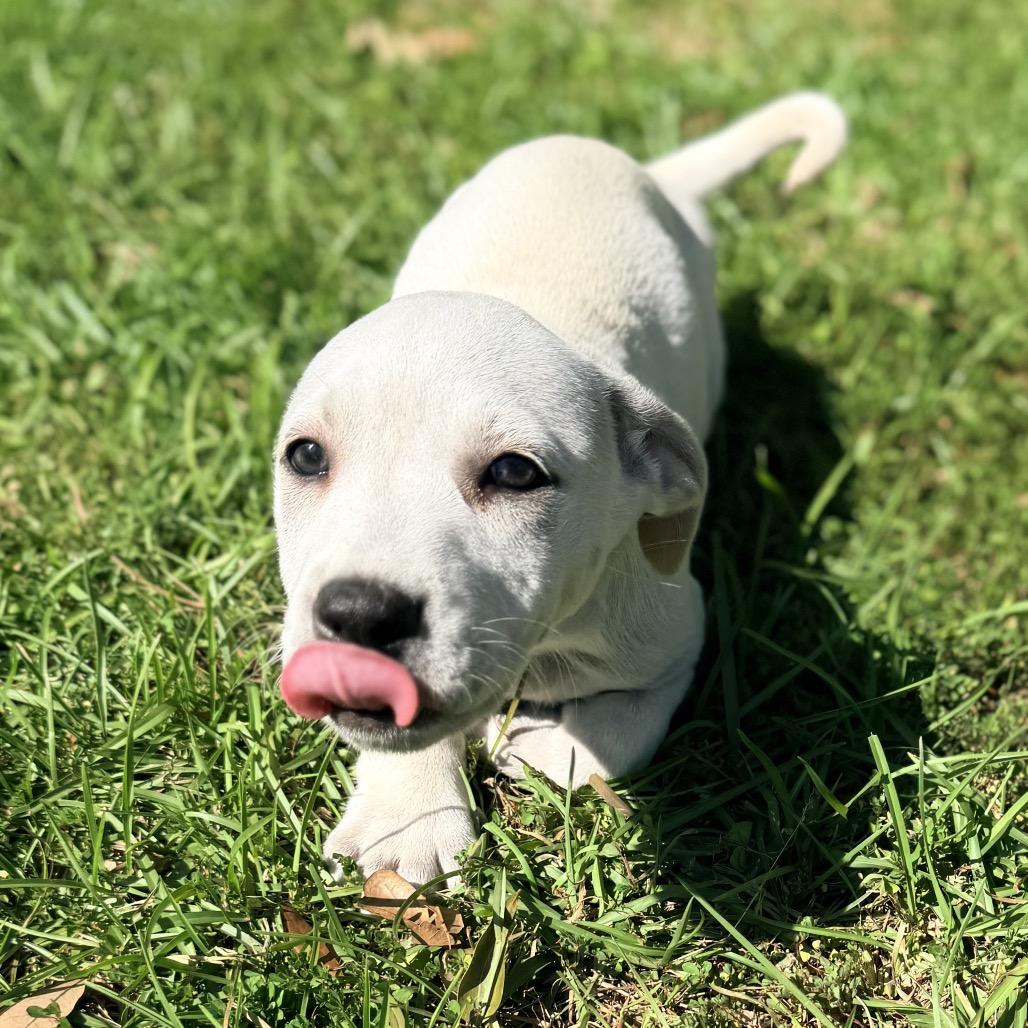 Bud, Adoptable, Puppy Male English Bulldog & Mixed Breed.