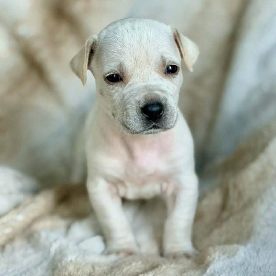 Bud, a Adoptable mixed breed in Baton Rouge, LA image 3/4