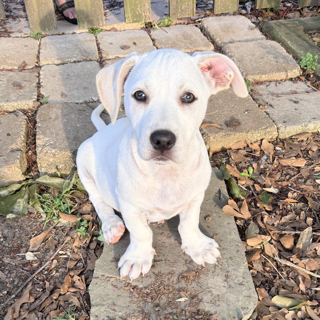 Bud, a Adoptable mixed breed in Baton Rouge, LA image 4/4