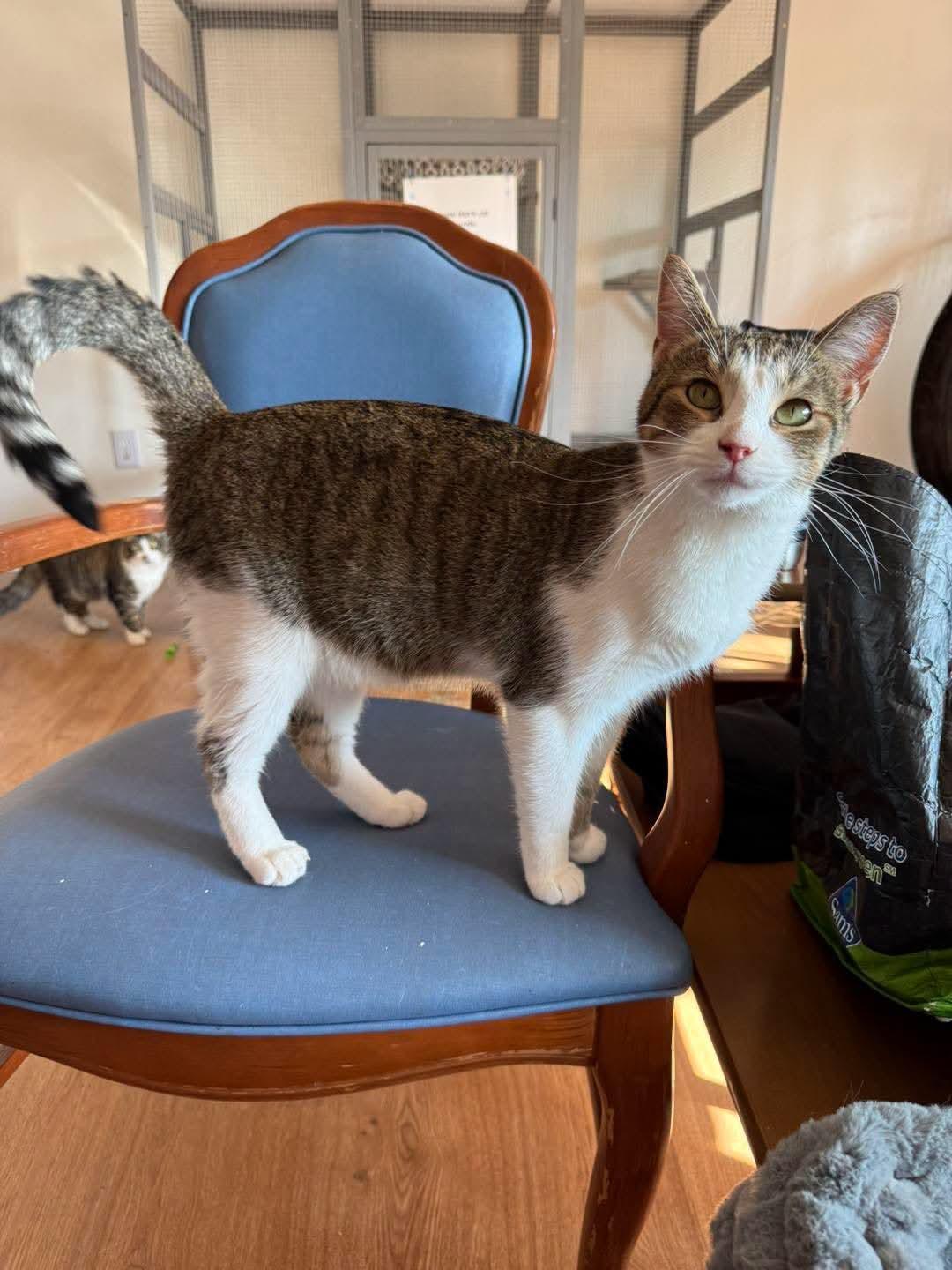 Enlarge Esme, a ADOPTABLE Domestic Short Hair in Holland , MI image 1/1