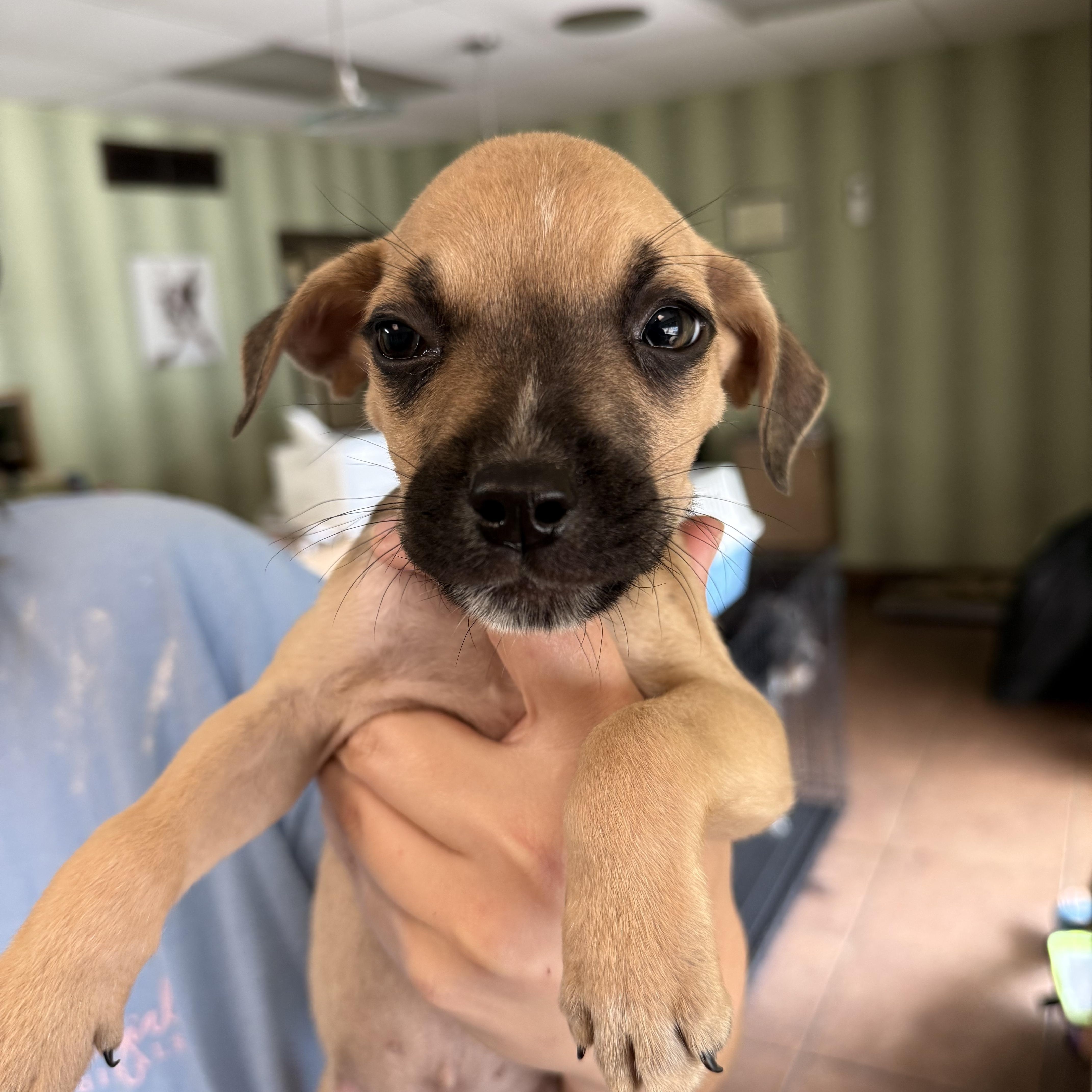Enlarge Luigi, a Adoptable Mixed Breed in Middletown , CT image 1/2