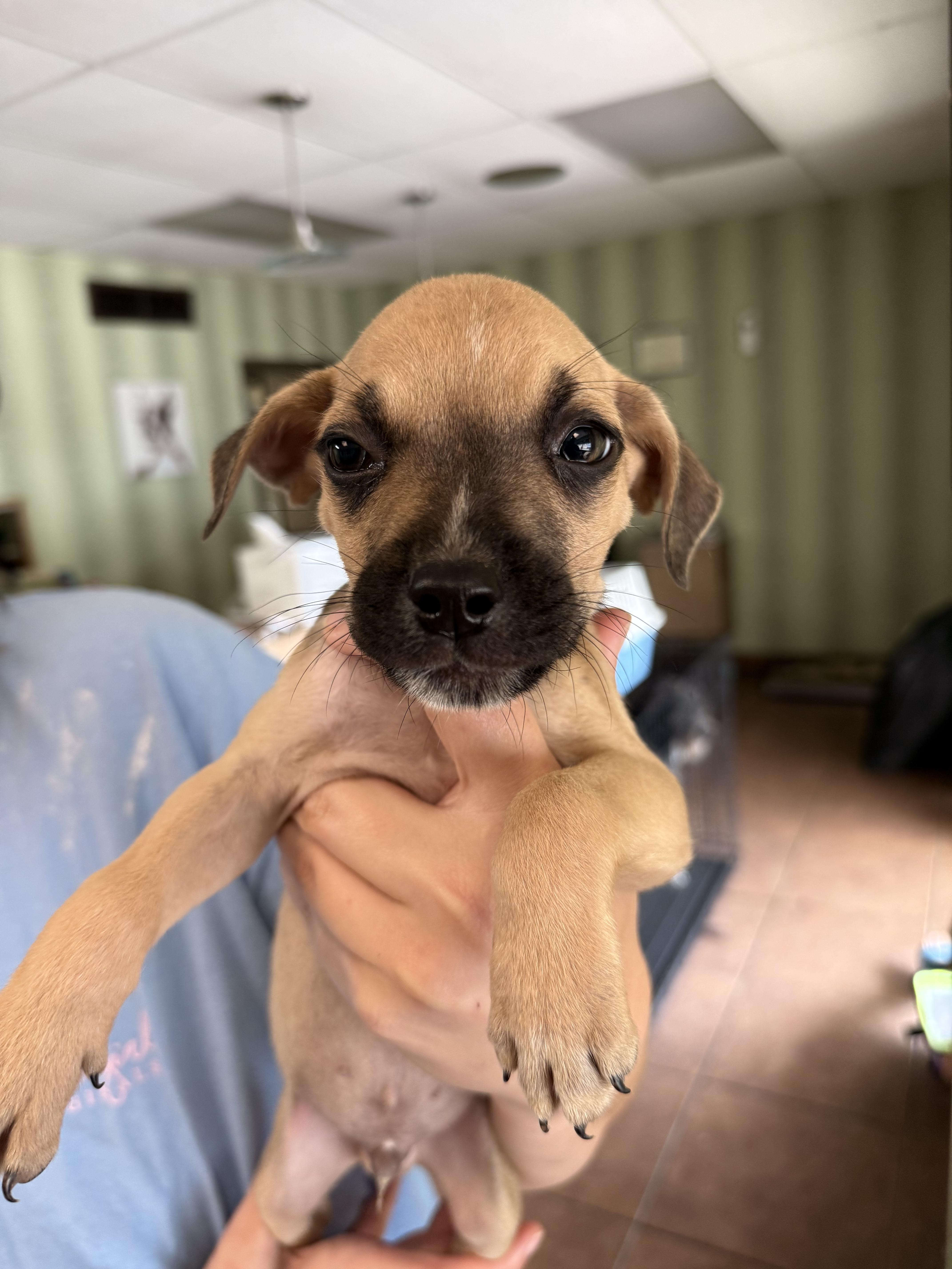 Enlarge Luigi, a Adoptable Mixed Breed in Middletown , CT image 1/1