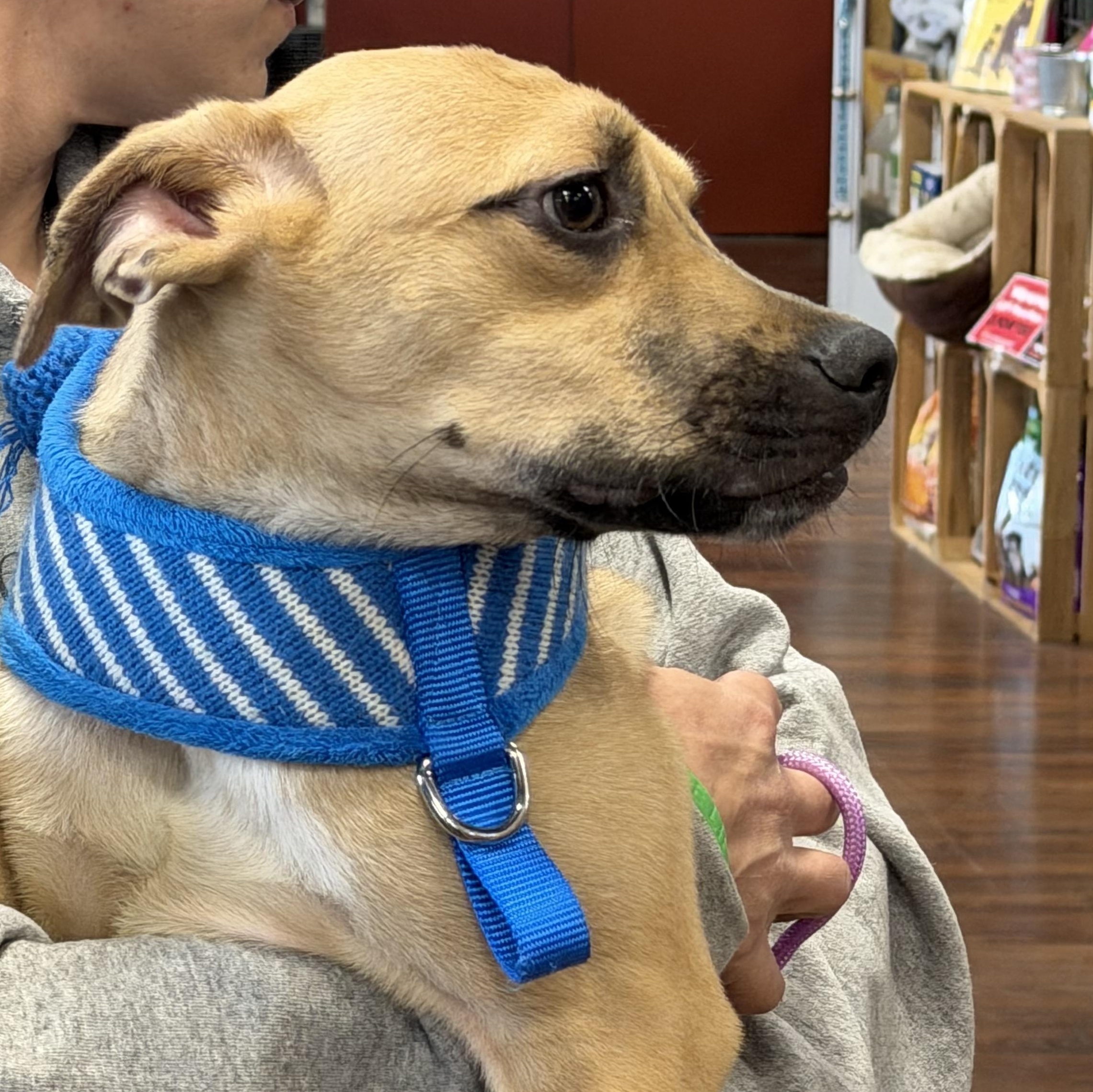 Enlarge Luigi, a Adoptable Mixed Breed in Middletown , CT image 2/2