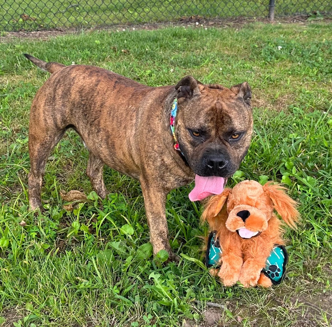 Tank, a Adopted American Bulldog in Manchester, TN image 3/10