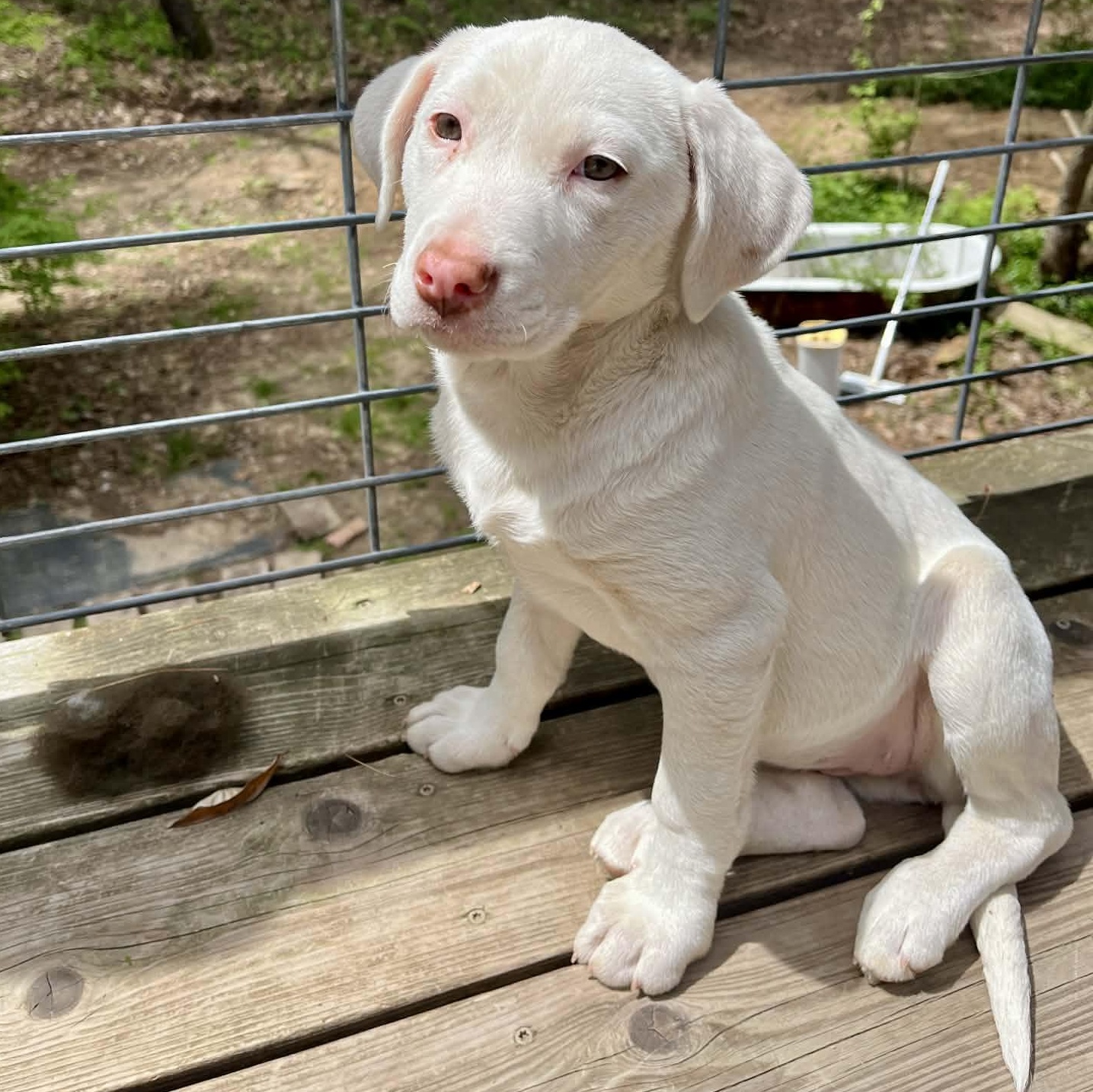 Enlarge Ivy, a Adoptable mixed breed in Kentwood, MI image 2/6