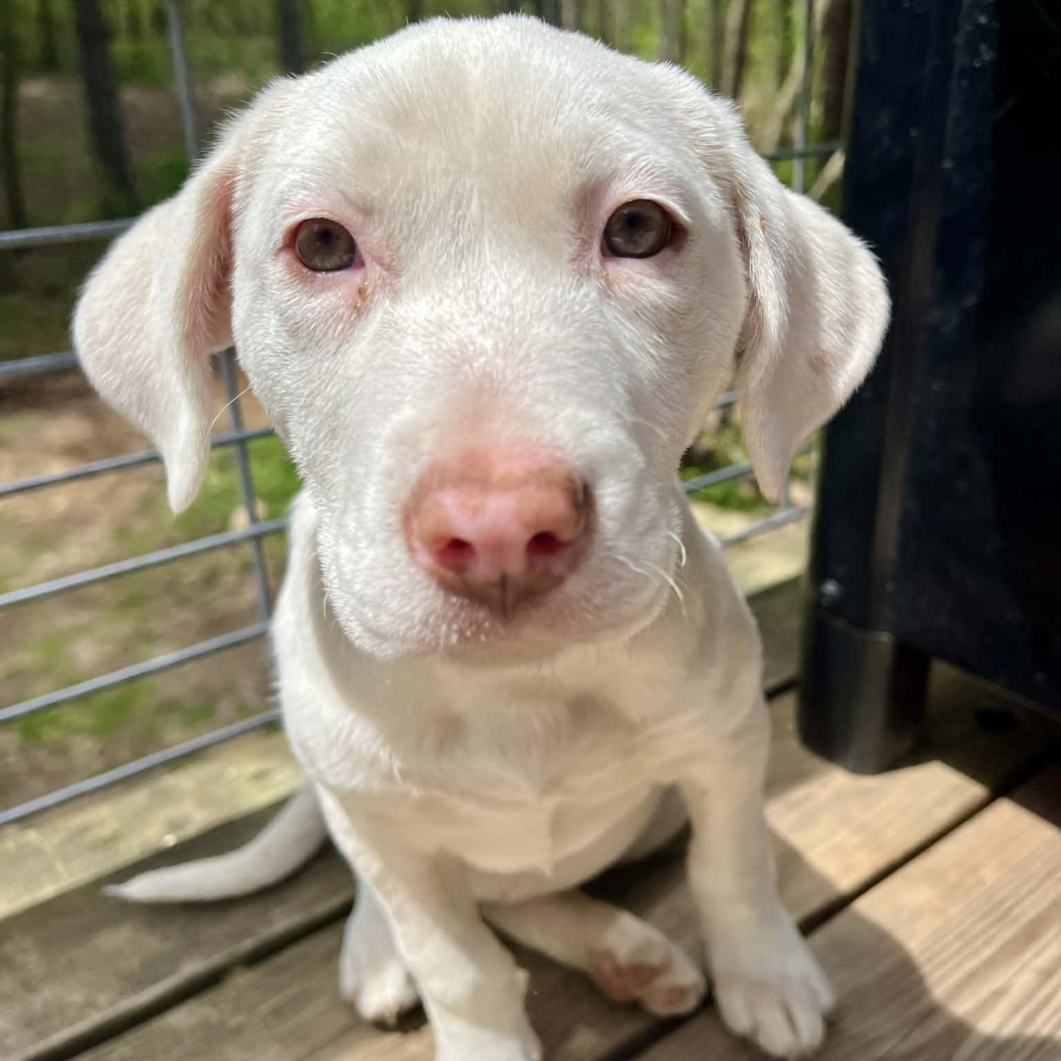 Ivy, Adoptable, Puppy Female Australian Shepherd.