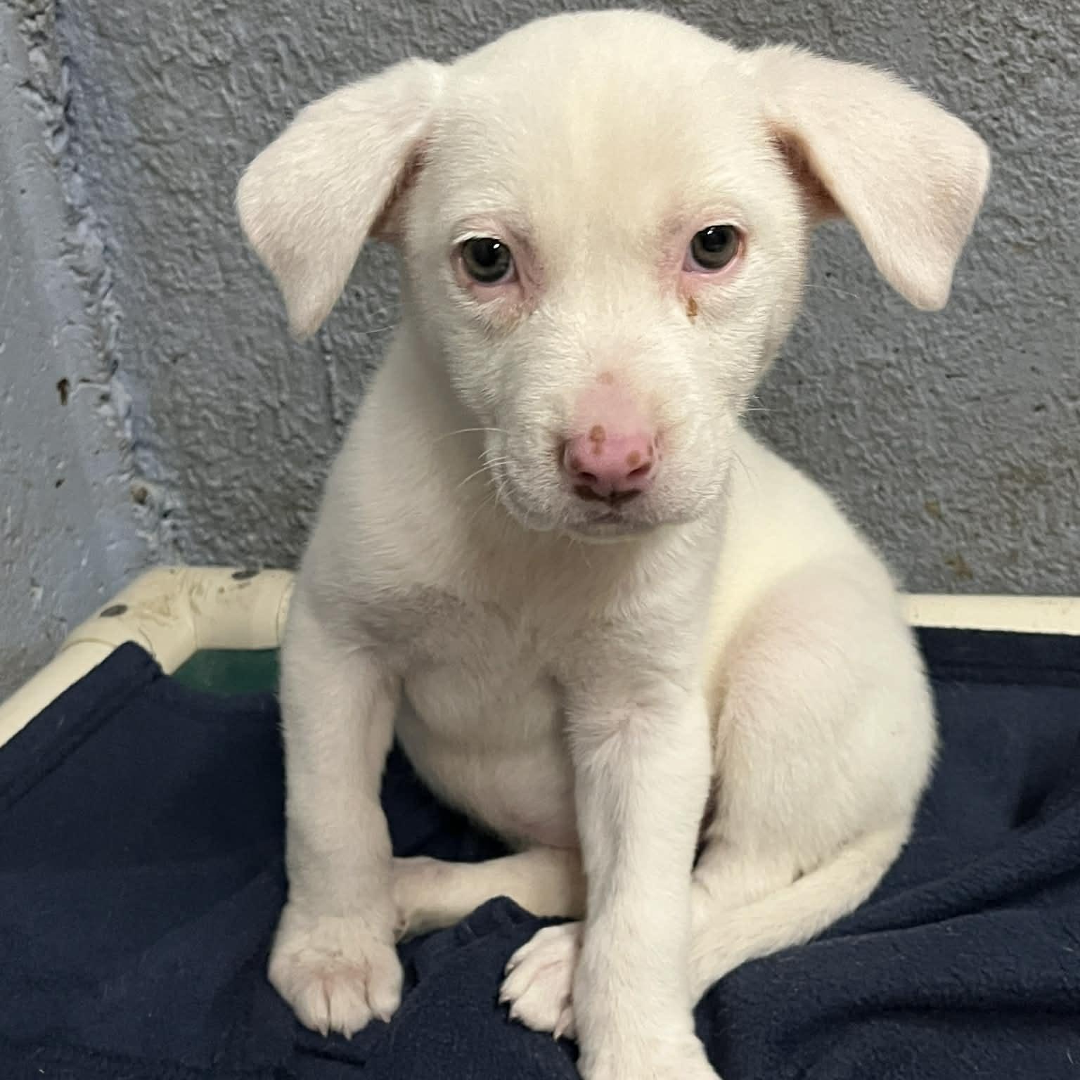 Enlarge Ivy, a Adoptable mixed breed in Kentwood, MI image 4/5