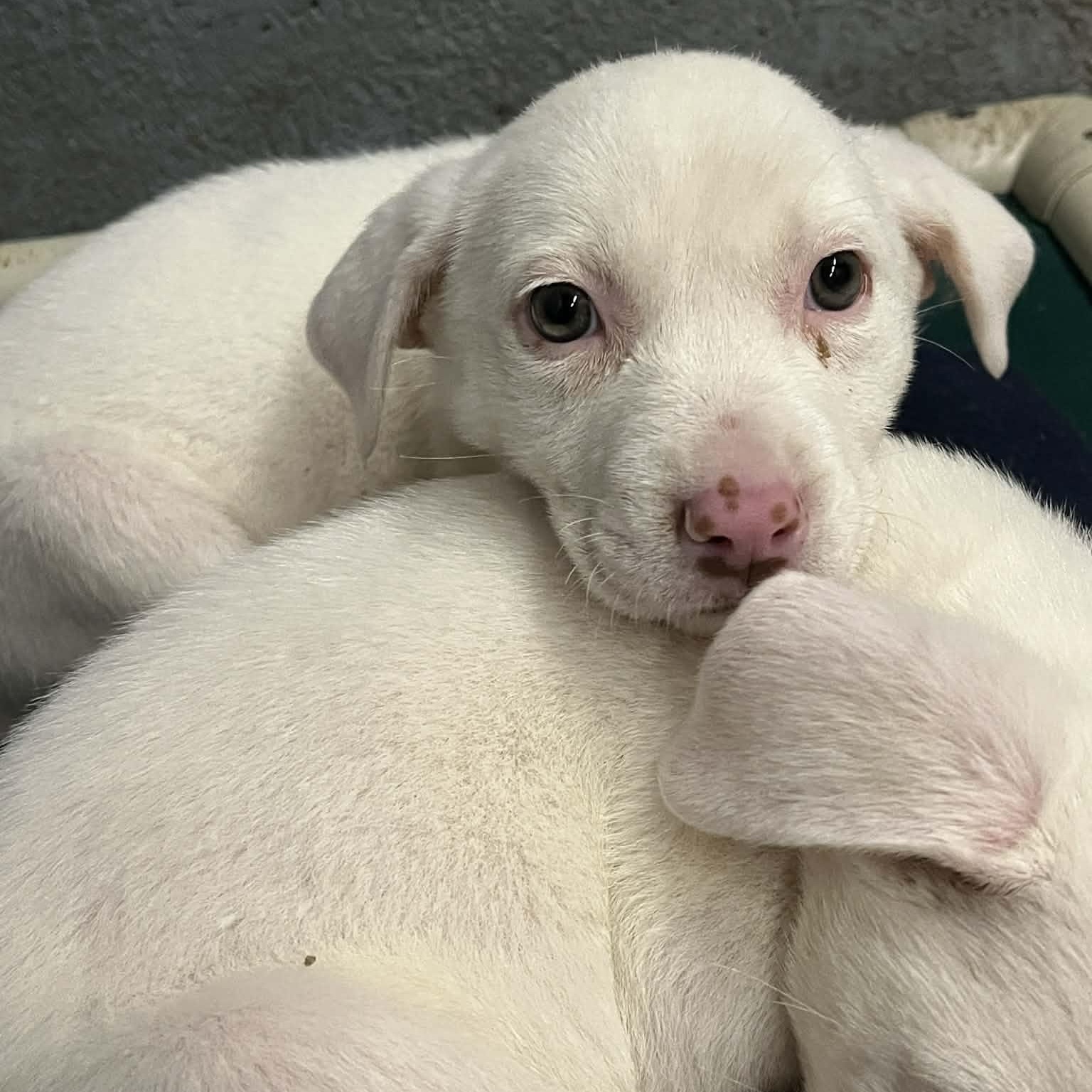 Enlarge Ivy, a Adoptable mixed breed in Kentwood, MI image 3/5