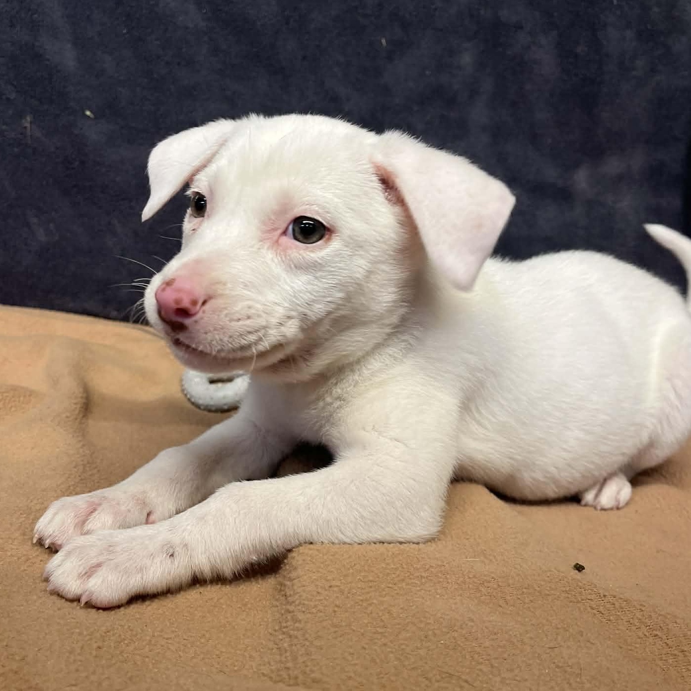 Enlarge Ivy, a Adoptable mixed breed in Kentwood, MI image 2/5