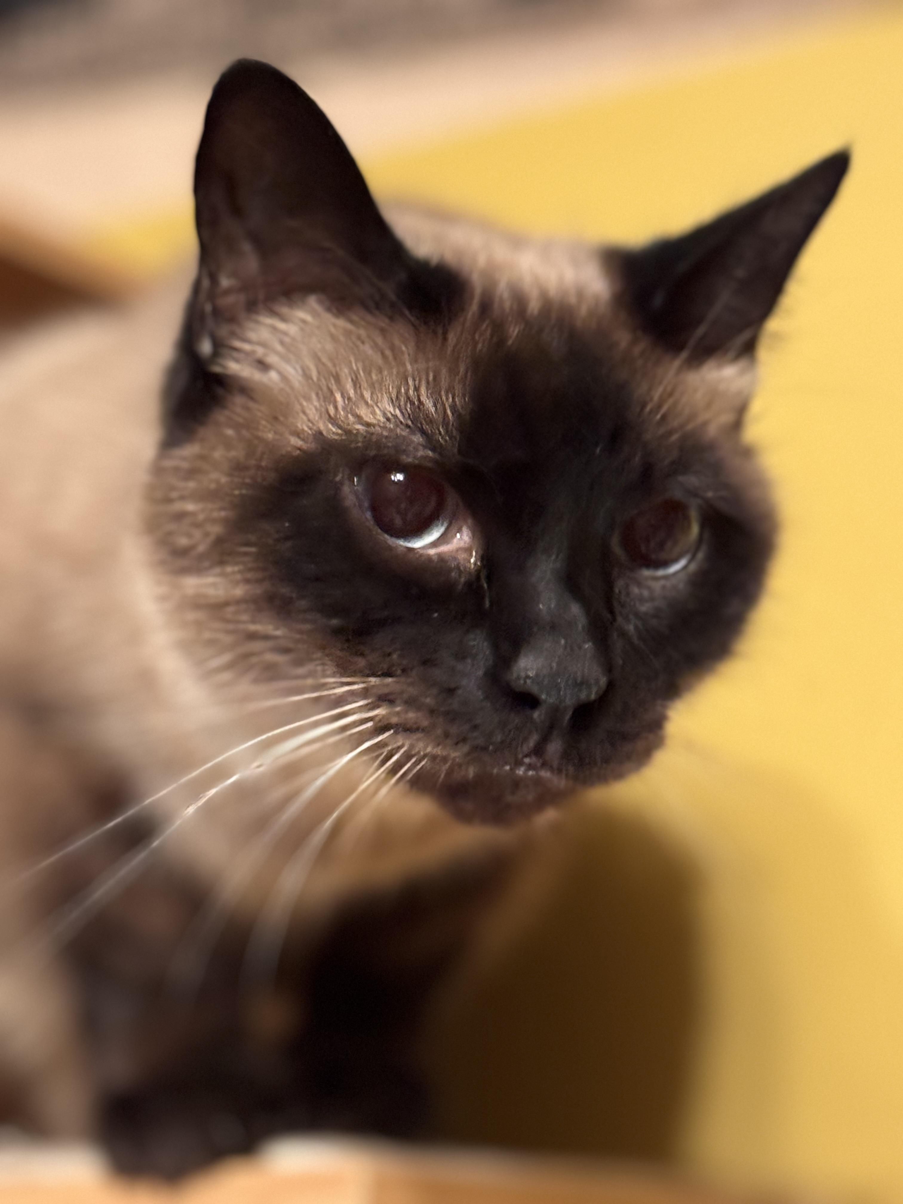 Smeeze, a Adoptable Siamese in MABLETON, GA image 2/4