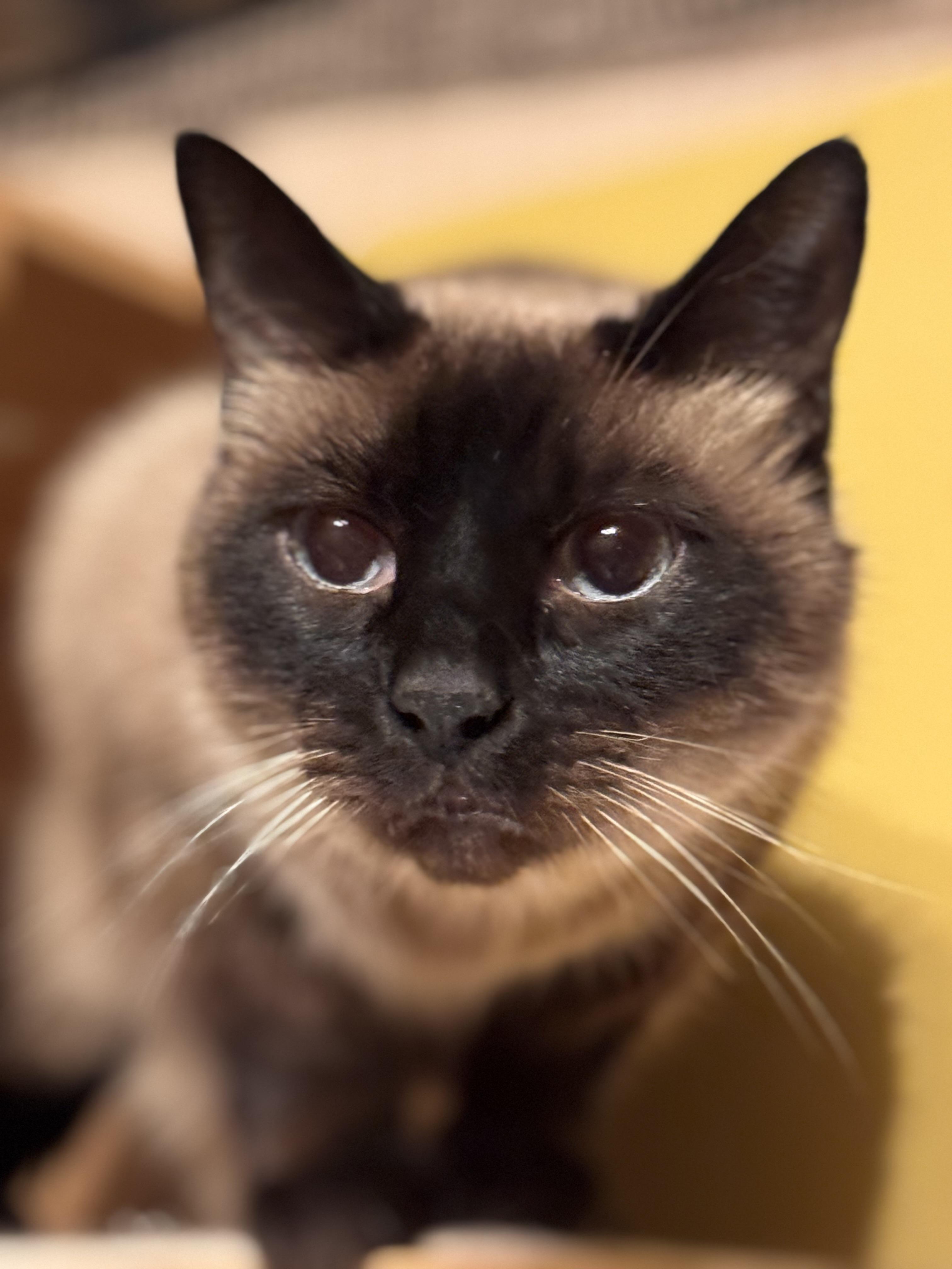 Smeeze, Adoptable, Senior Male Siamese.