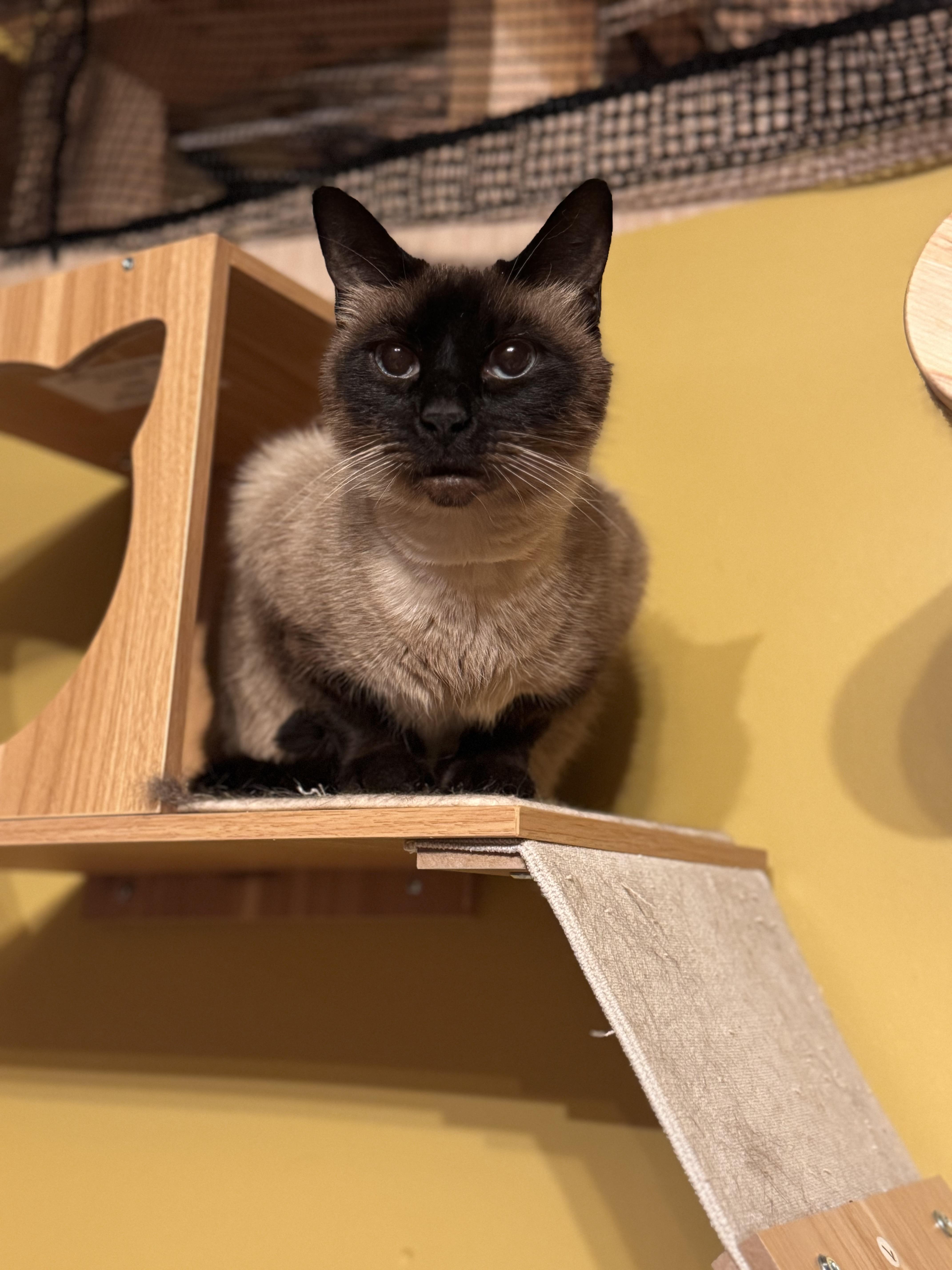 Smeeze, a Adoptable Siamese in MABLETON, GA image 3/4