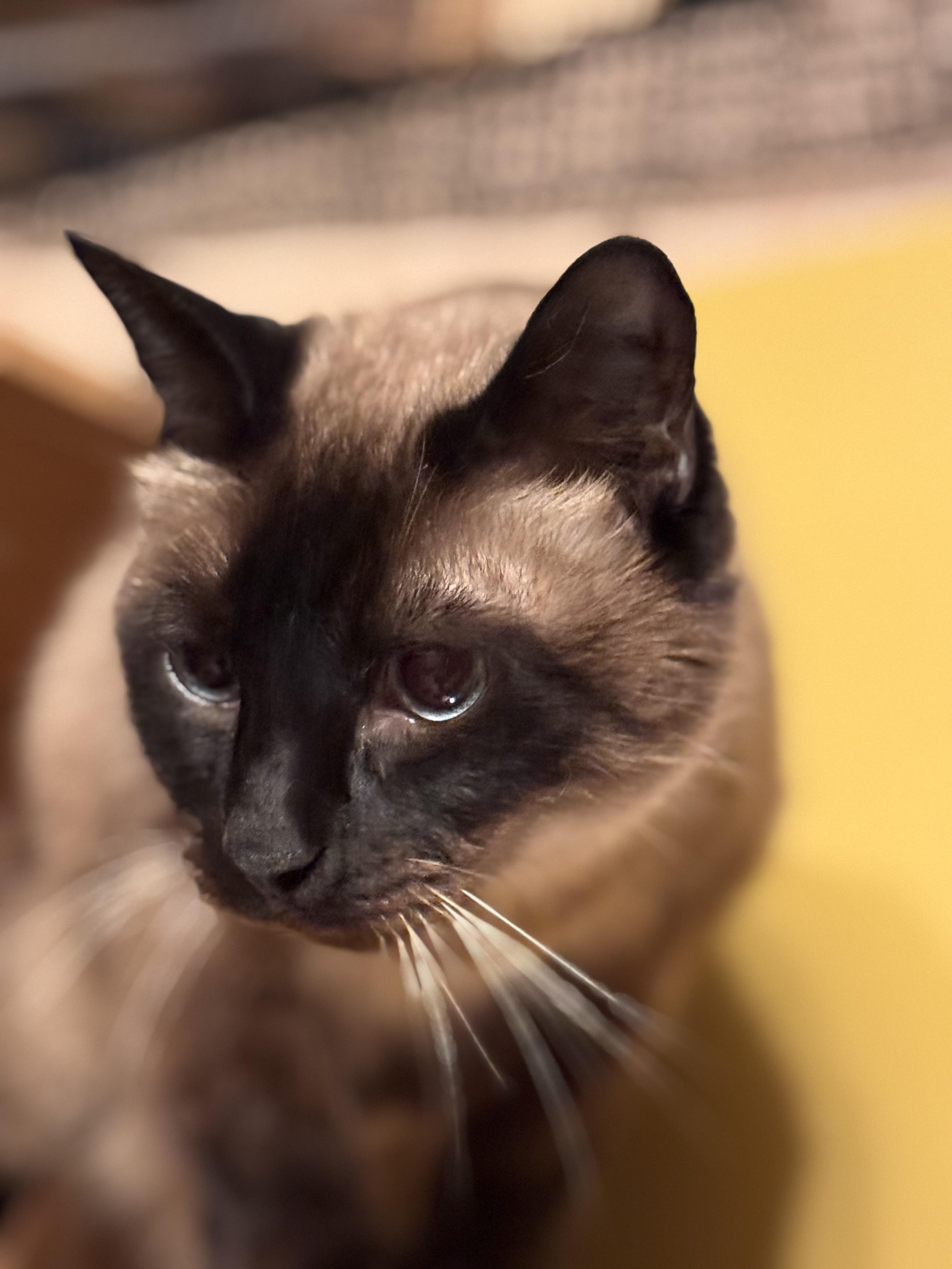 Smeeze, a Adoptable Siamese in MABLETON, GA image 4/4