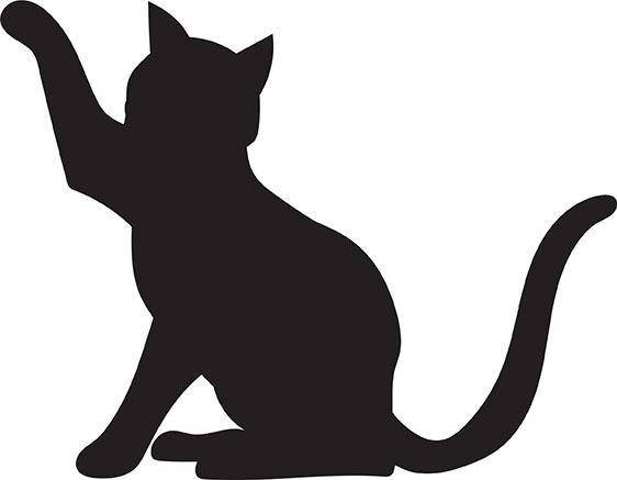 Cloudless, Adoptable, Adult Female Domestic Medium Hair.