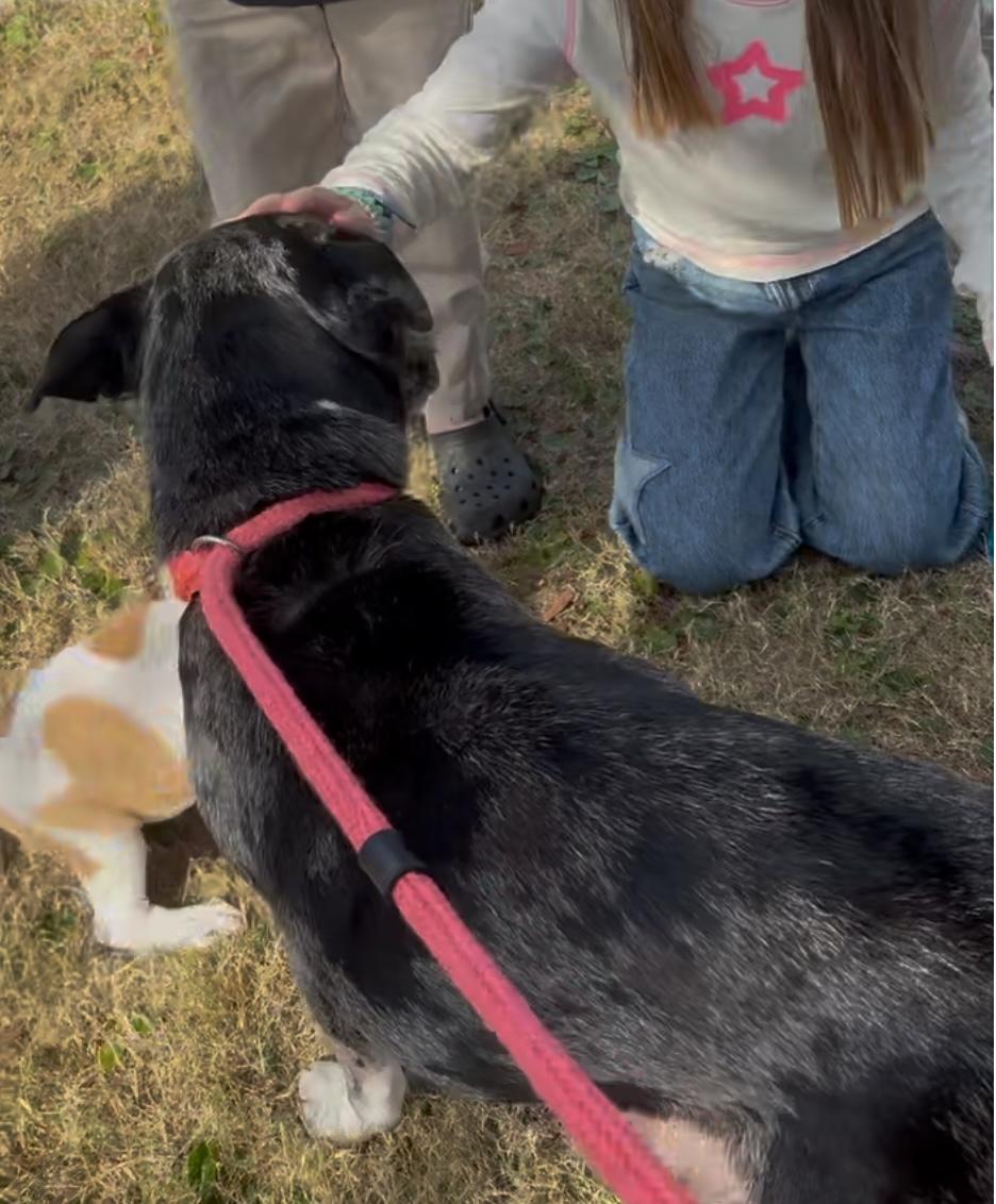 Enlarge Taloola, a ADOPTABLE mixed breed in Hillsdale, NY image 2/3
