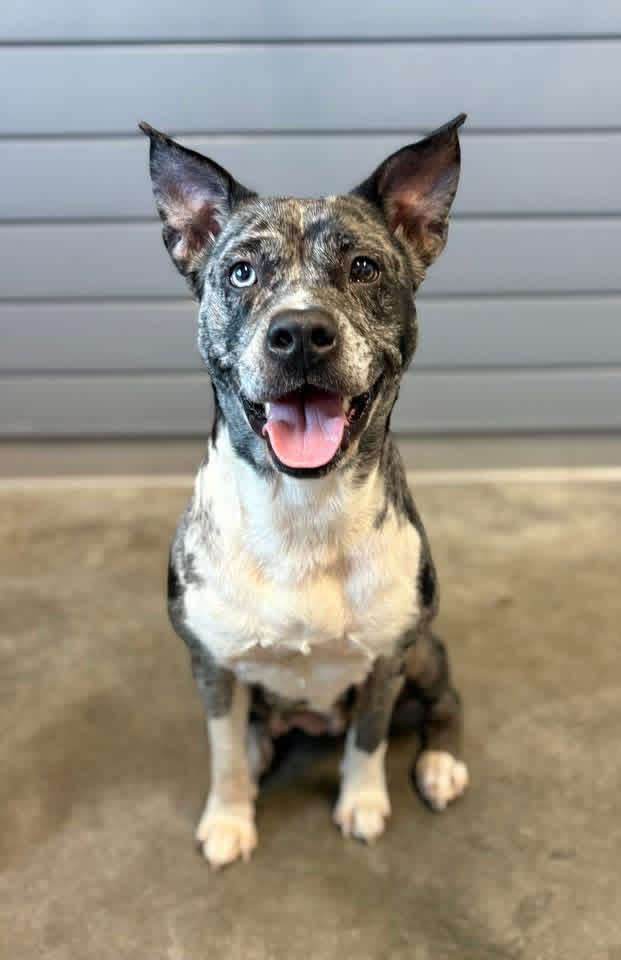Taloola, ADOPTABLE, Adult Female Catahoula Leopard Dog.