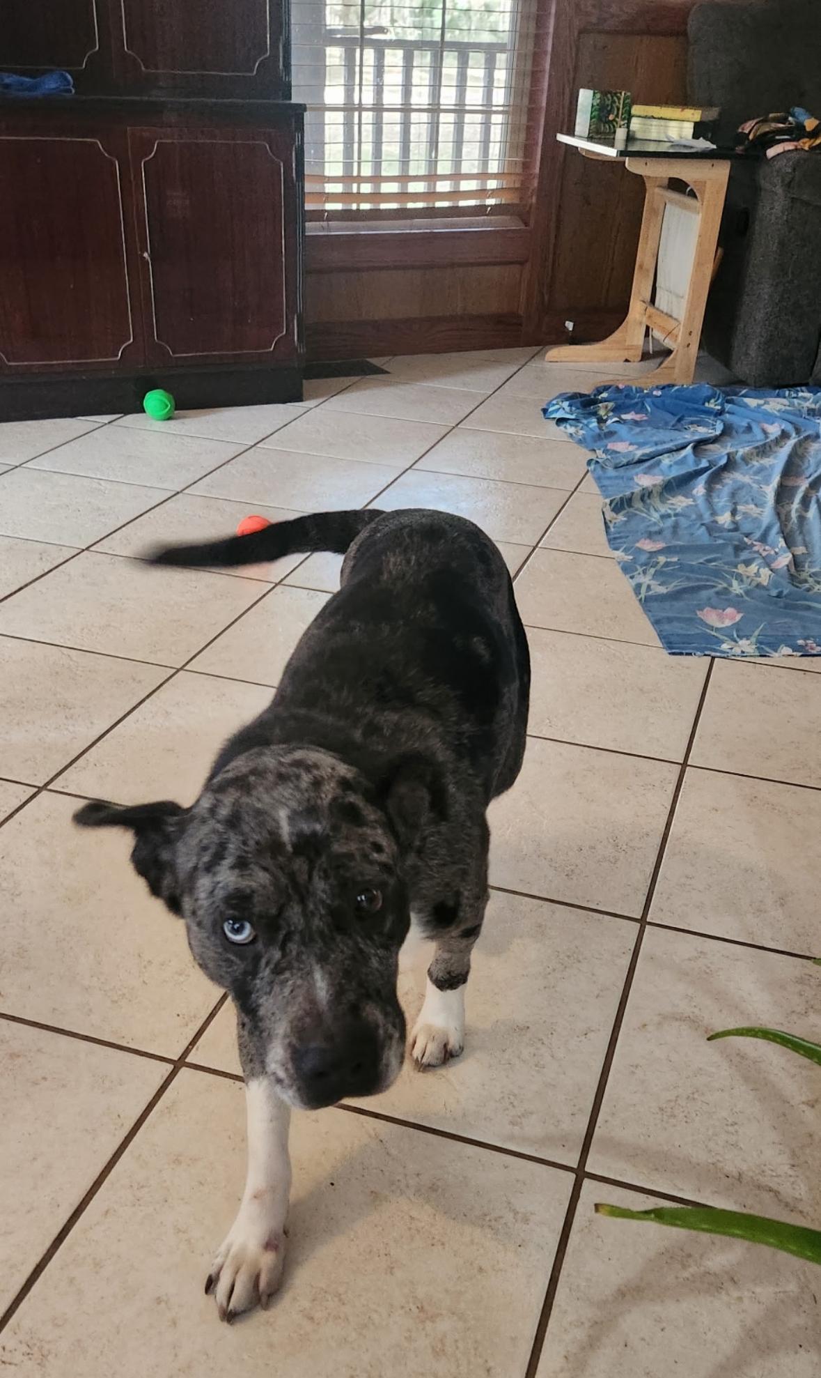 Enlarge Taloola, an adopted mixed breed in Hillsdale, NY image 5/5