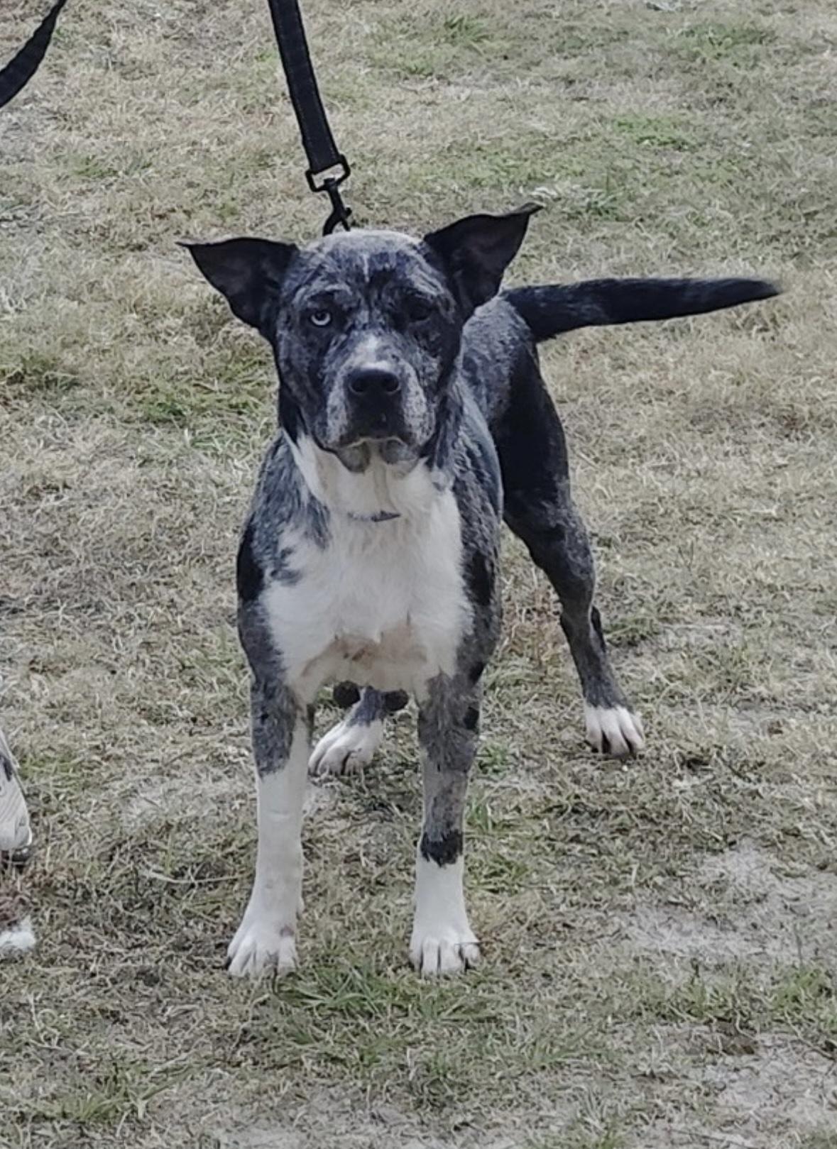 Enlarge Taloola, a ADOPTABLE mixed breed in Hillsdale, NY image 3/3