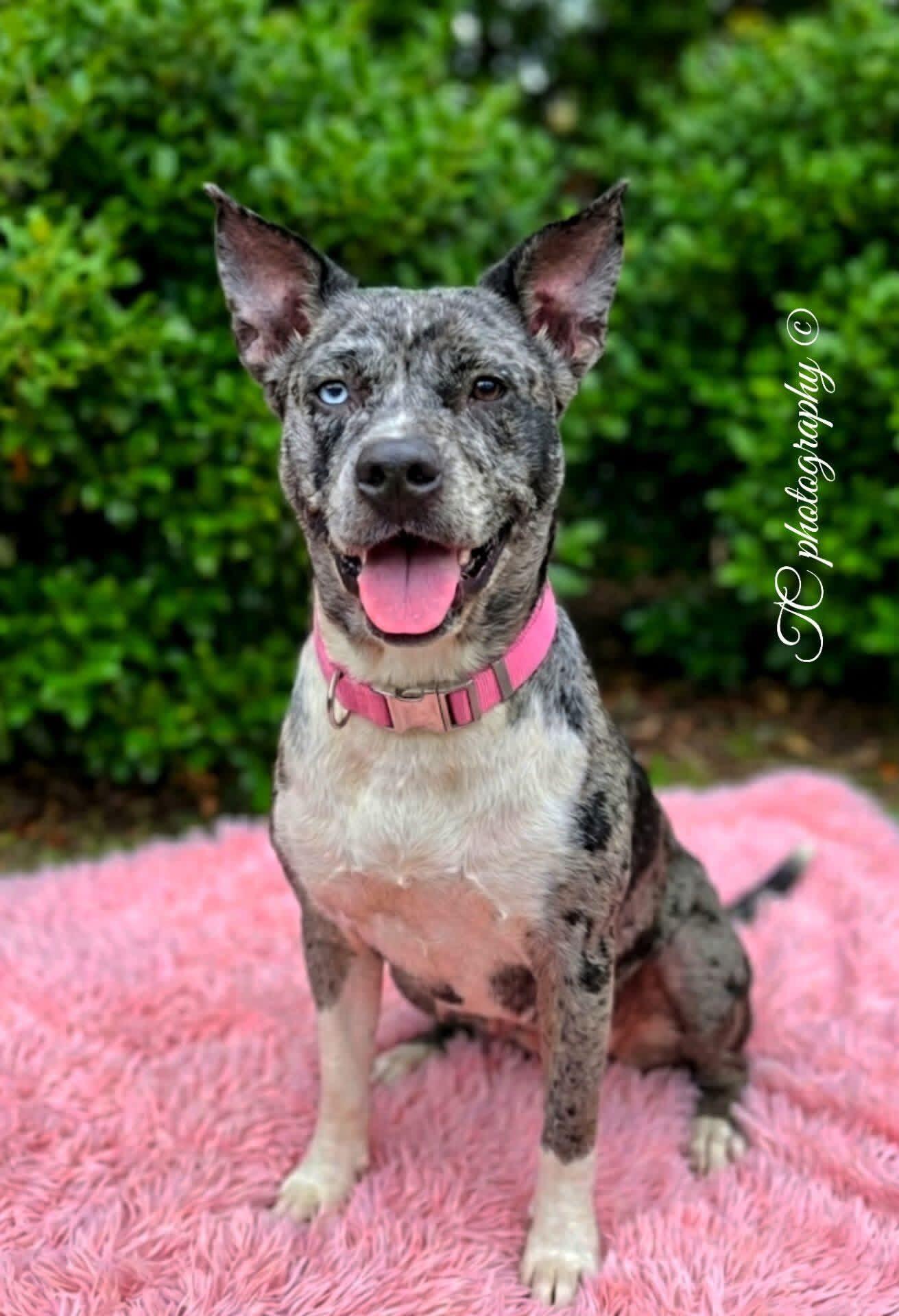 Enlarge Taloola, an adopted mixed breed in Hillsdale, NY image 2/5