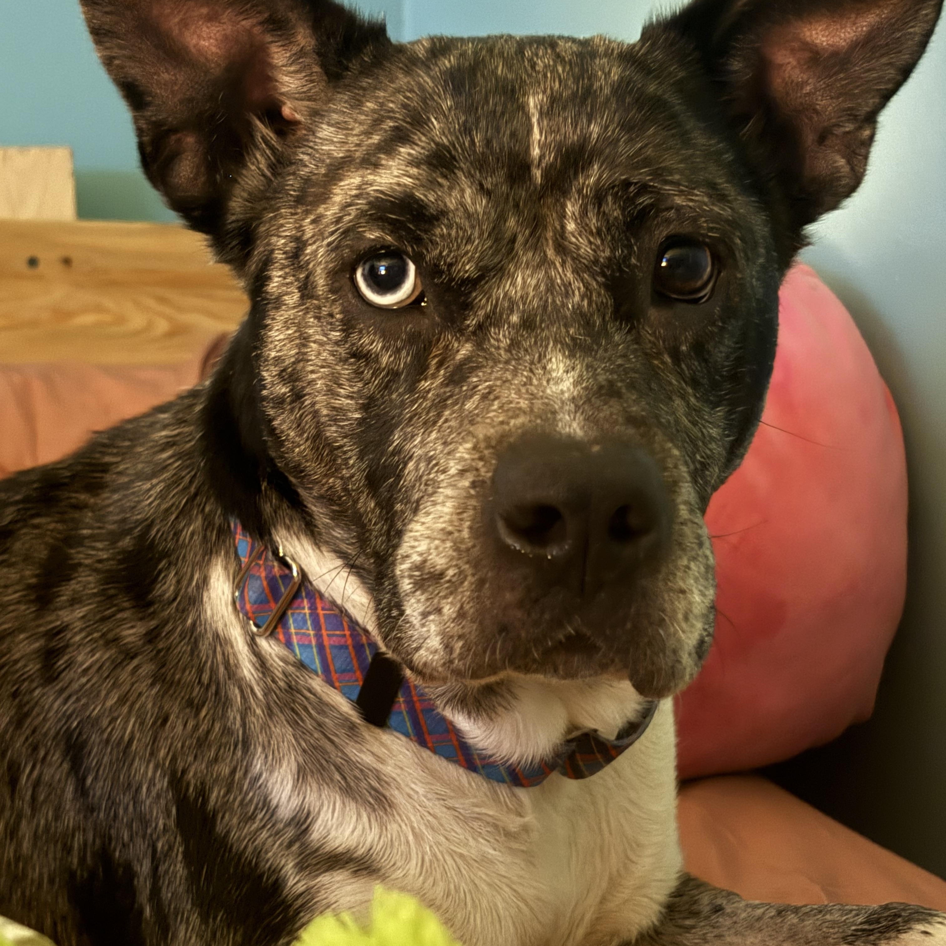 Enlarge Taloola, an adopted mixed breed in Hillsdale, NY image 1/5