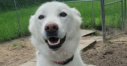Nelson, Adoptable, Young Male Siberian Husky.