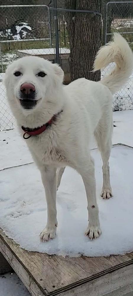 Enlarge Nelson, a Adoptable Siberian Husky in Corsicana, TX image 1/4