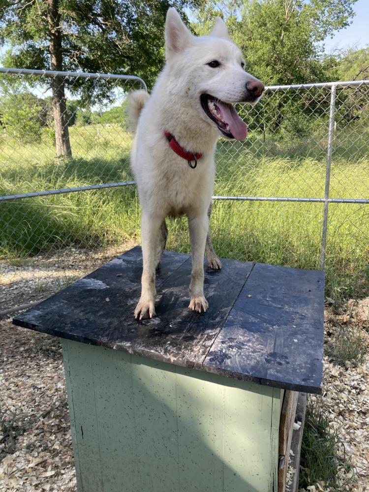 Nelson, Adoptable, Young Male Siberian Husky.