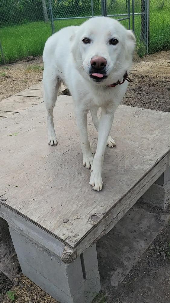 Enlarge Nelson, a Adoptable Siberian Husky in Hutto, TX image 3/3